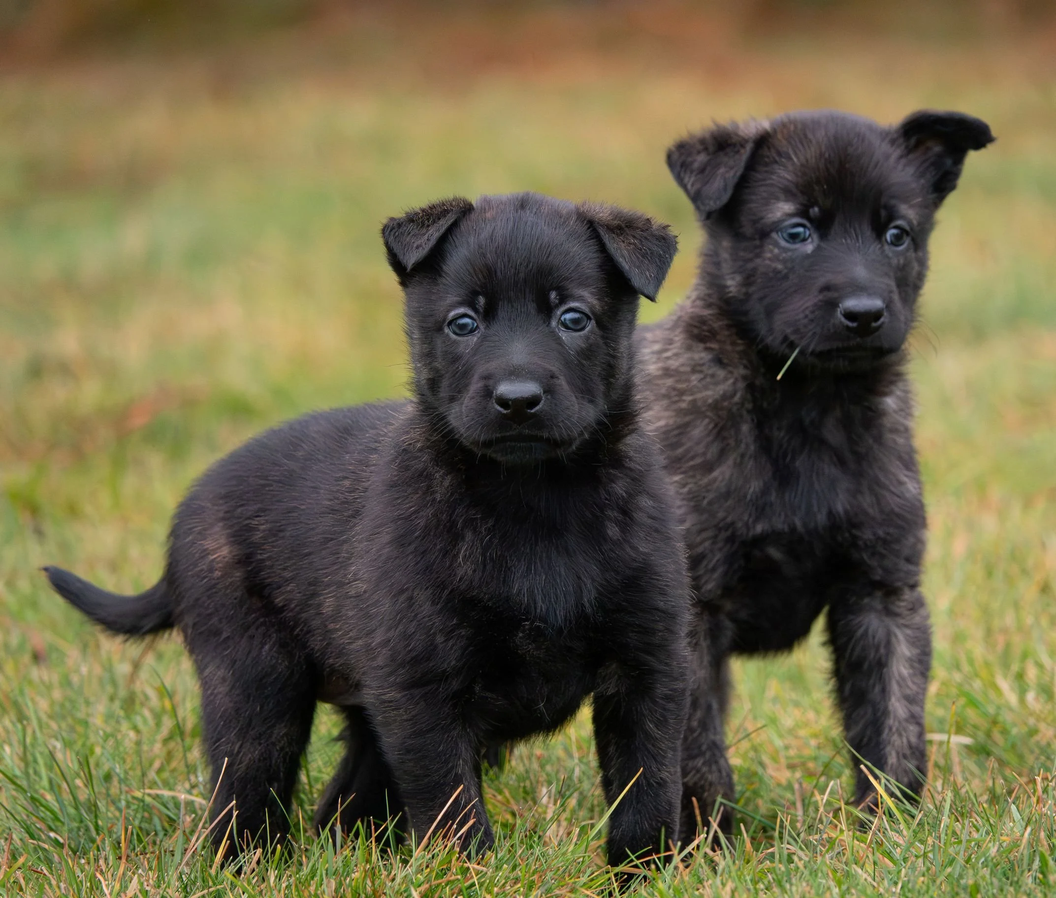 Pink collar Female - 5 weeks