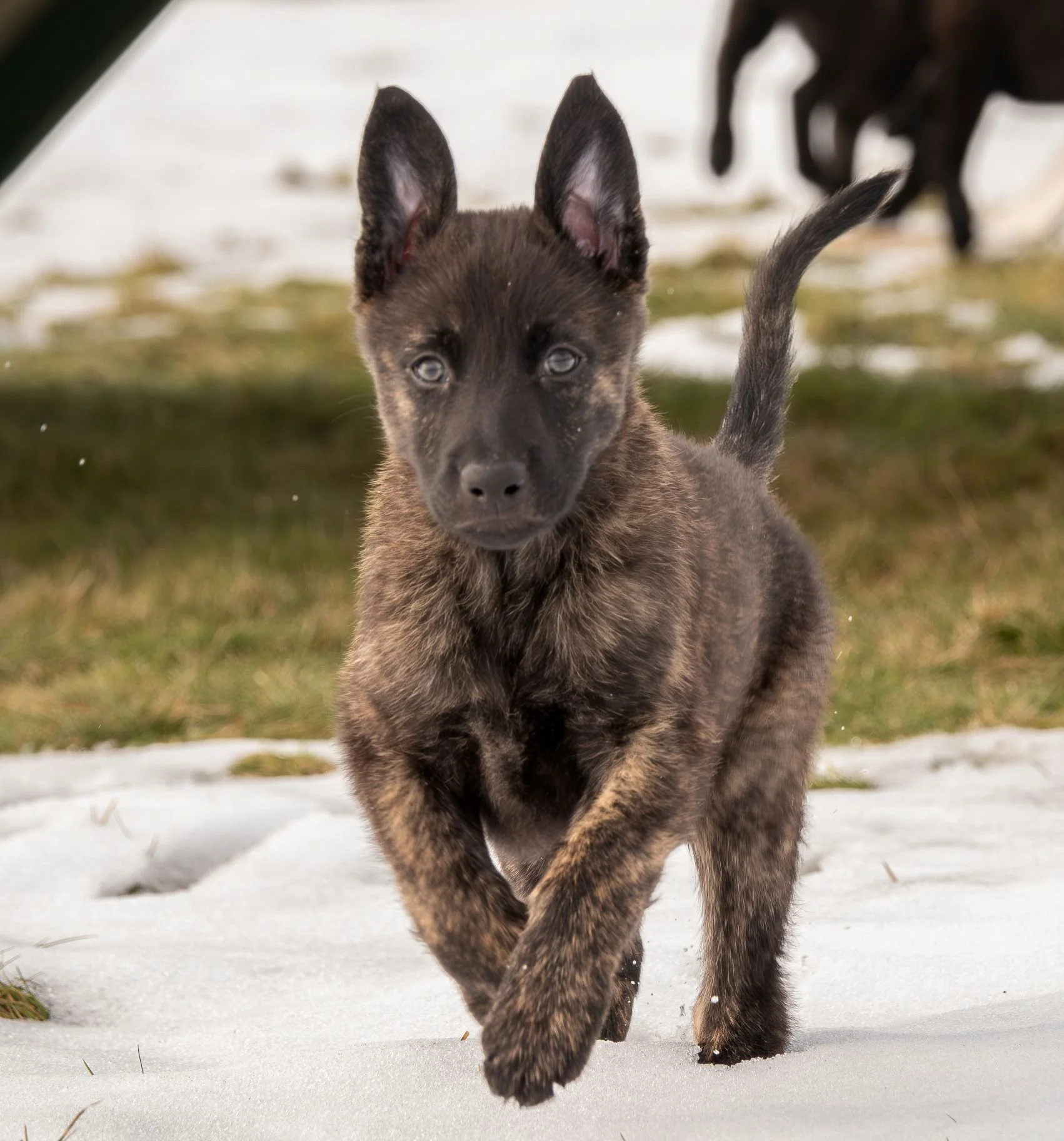 Rust collar male - 7 weeks