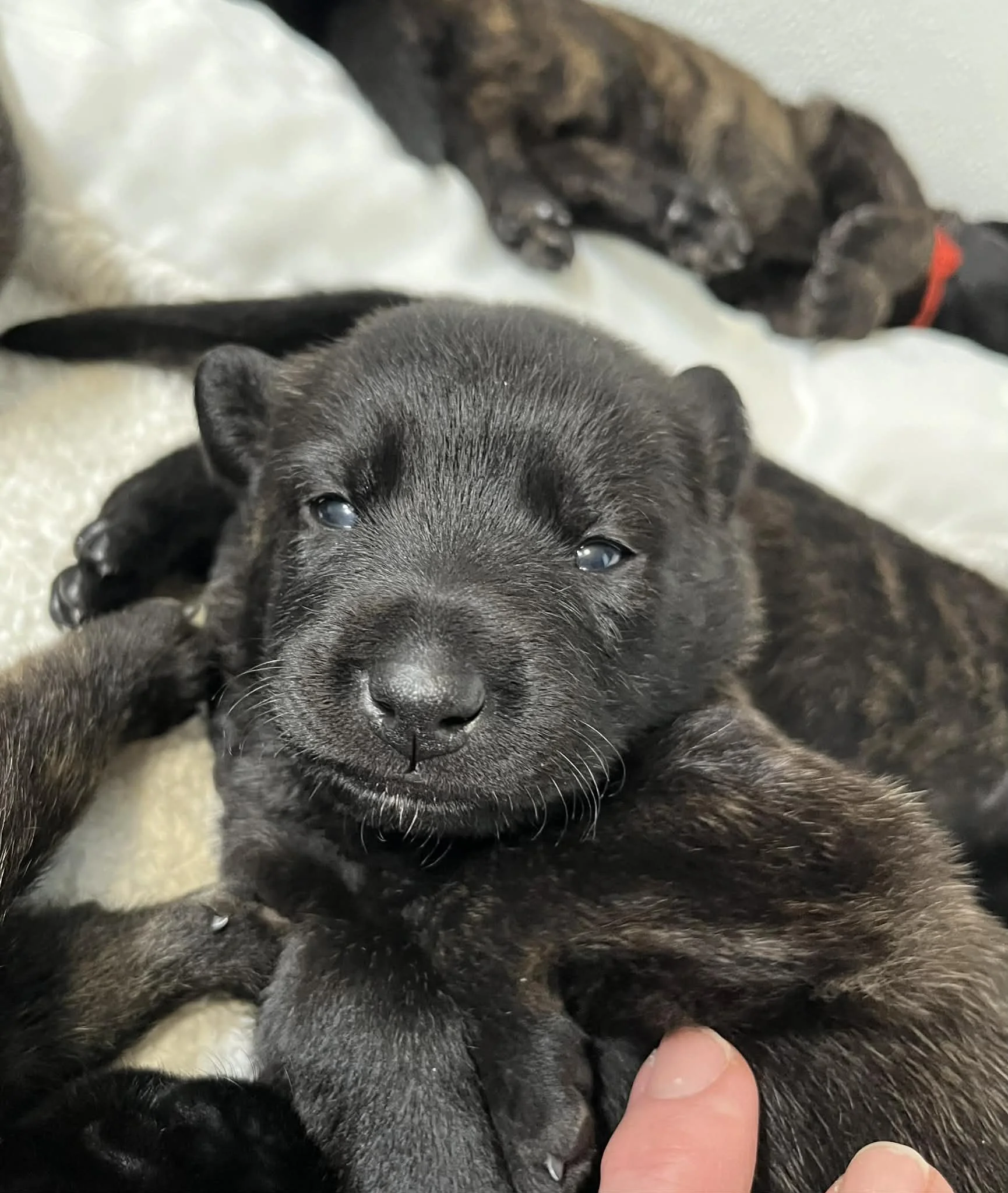 Olive Collar Male - 2 weeks