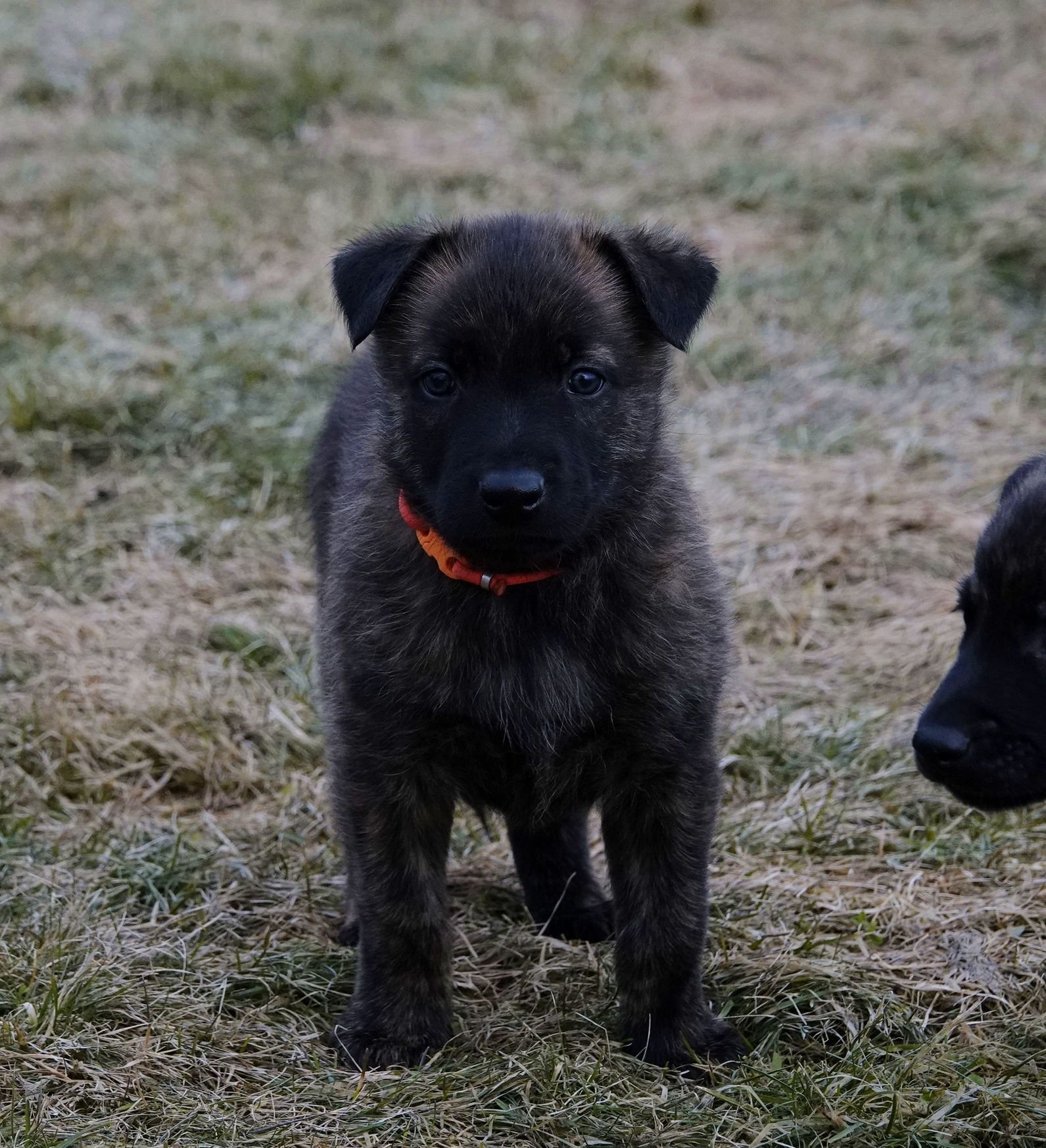 Orange_5weeks5_sm.jpg