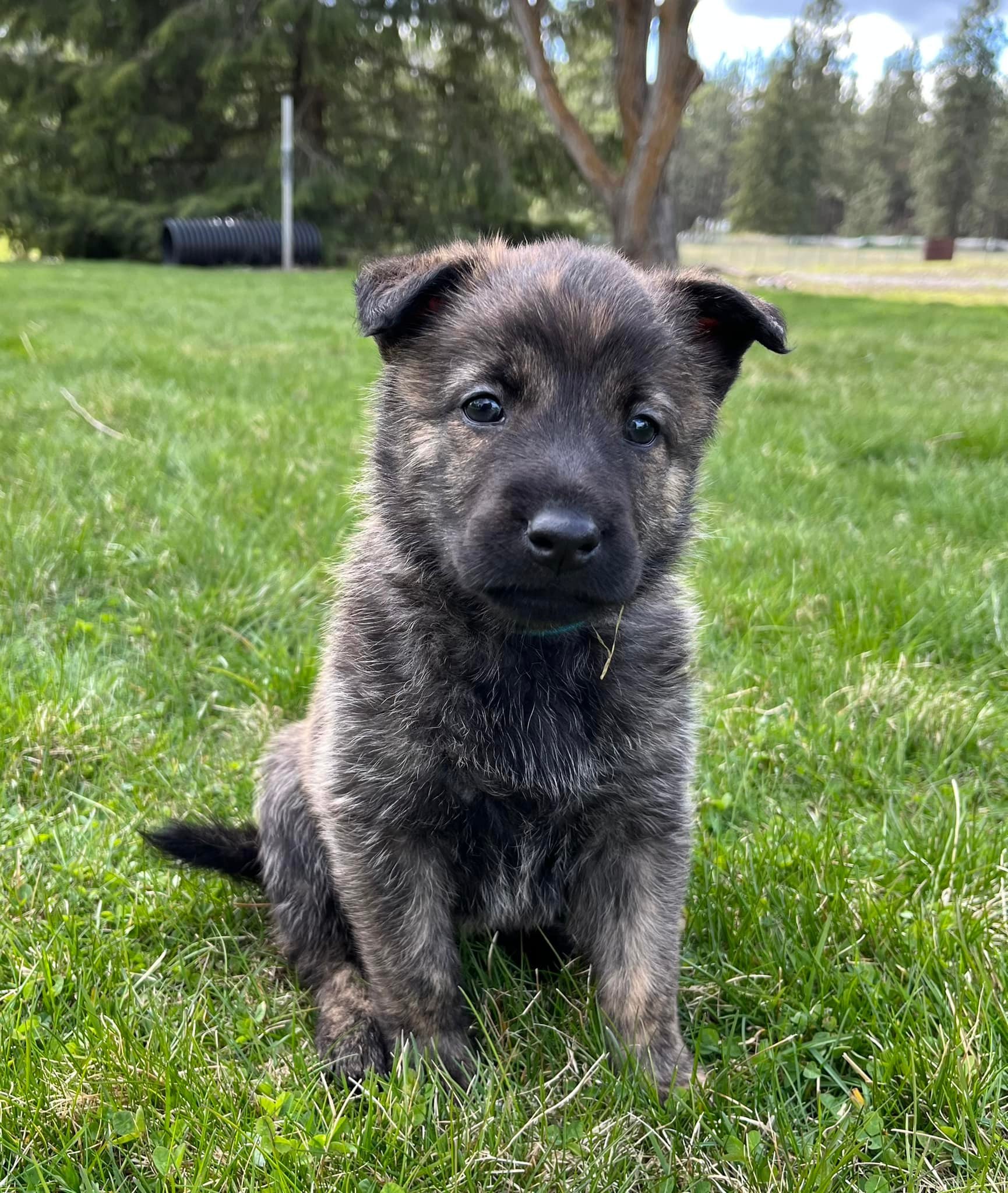 Turquoise_5weeks.jpg