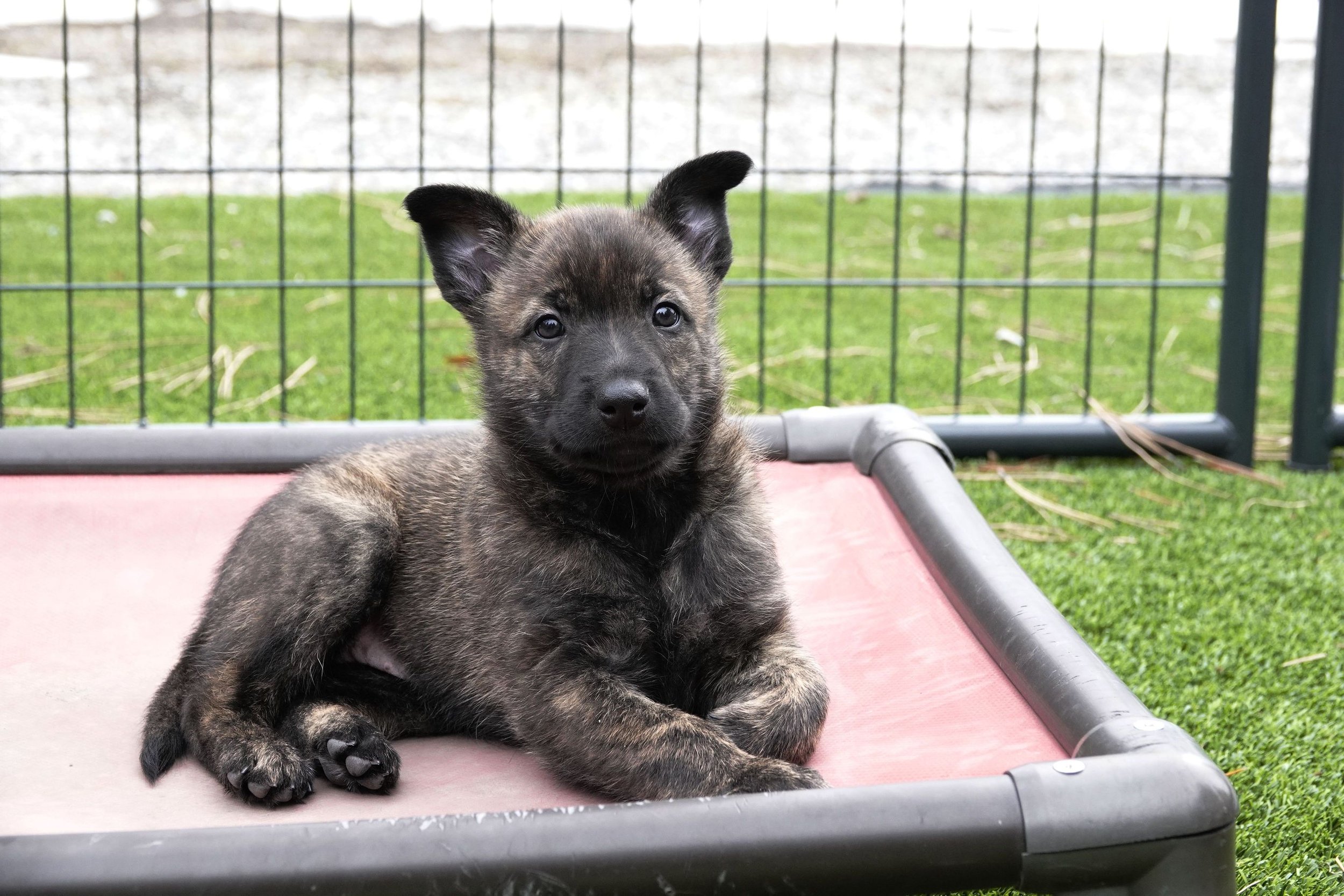 Pink_6weeks3_sm.jpg
