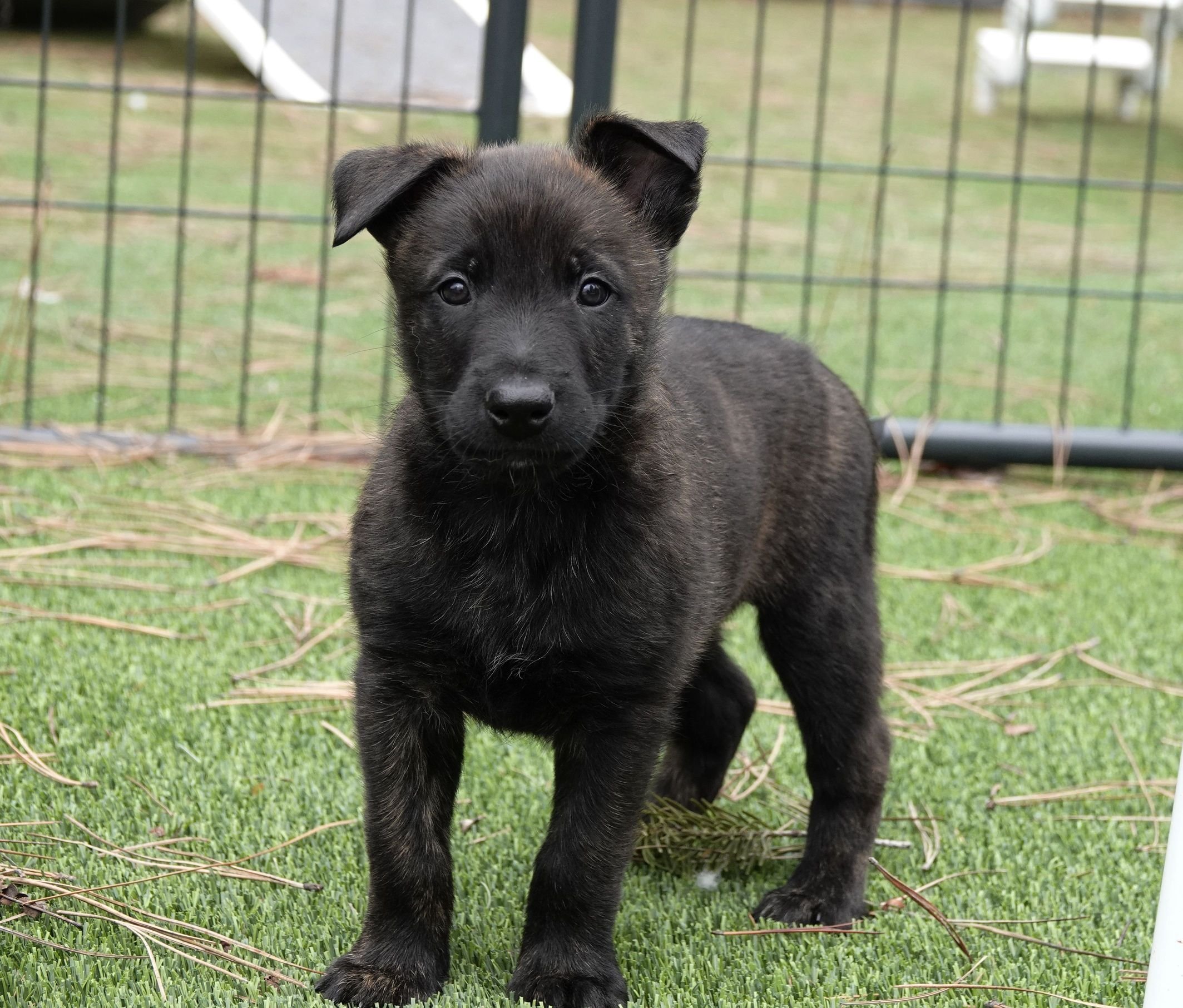 Black_6weeks3_sm.jpg