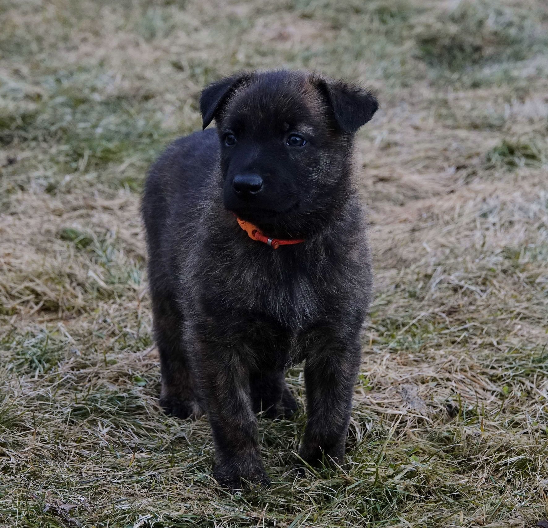 Orange_5weeks4_sm.jpg