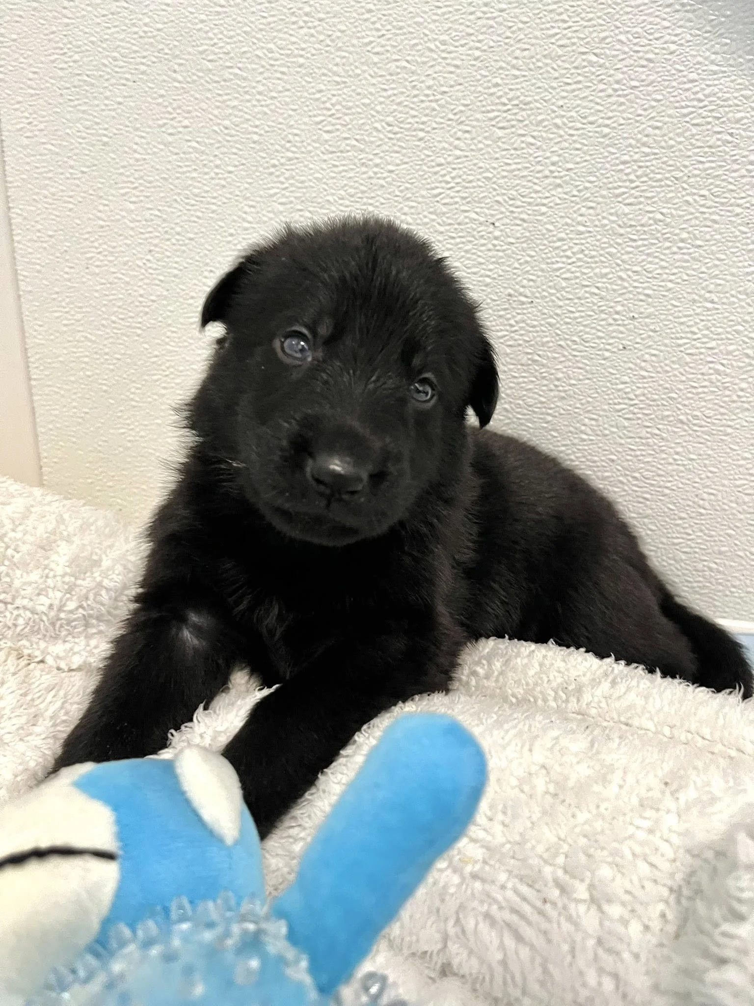 Yellow collar Female