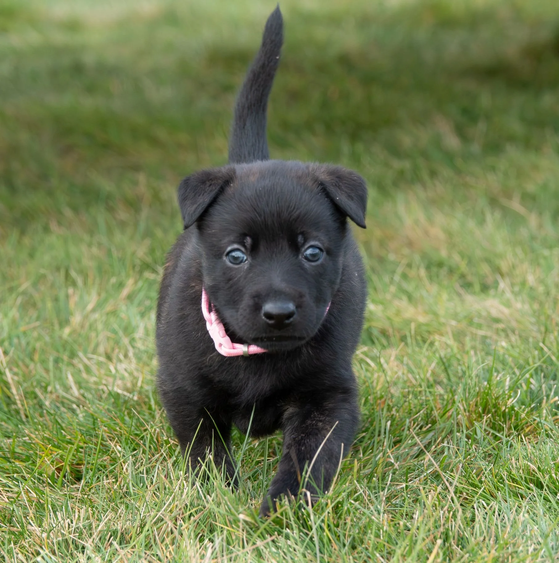 Pink Collar Female - 4 weeks