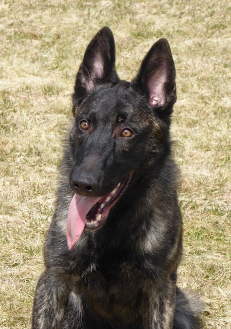 Juggernaut_head_10months2 (450x640).jpg