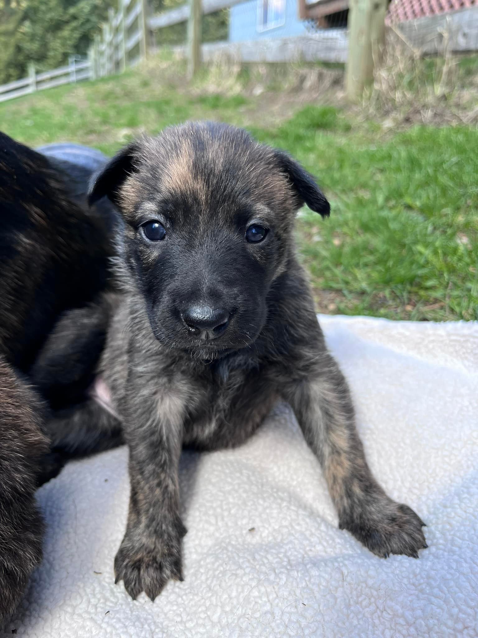 Rose_4weeks.jpg