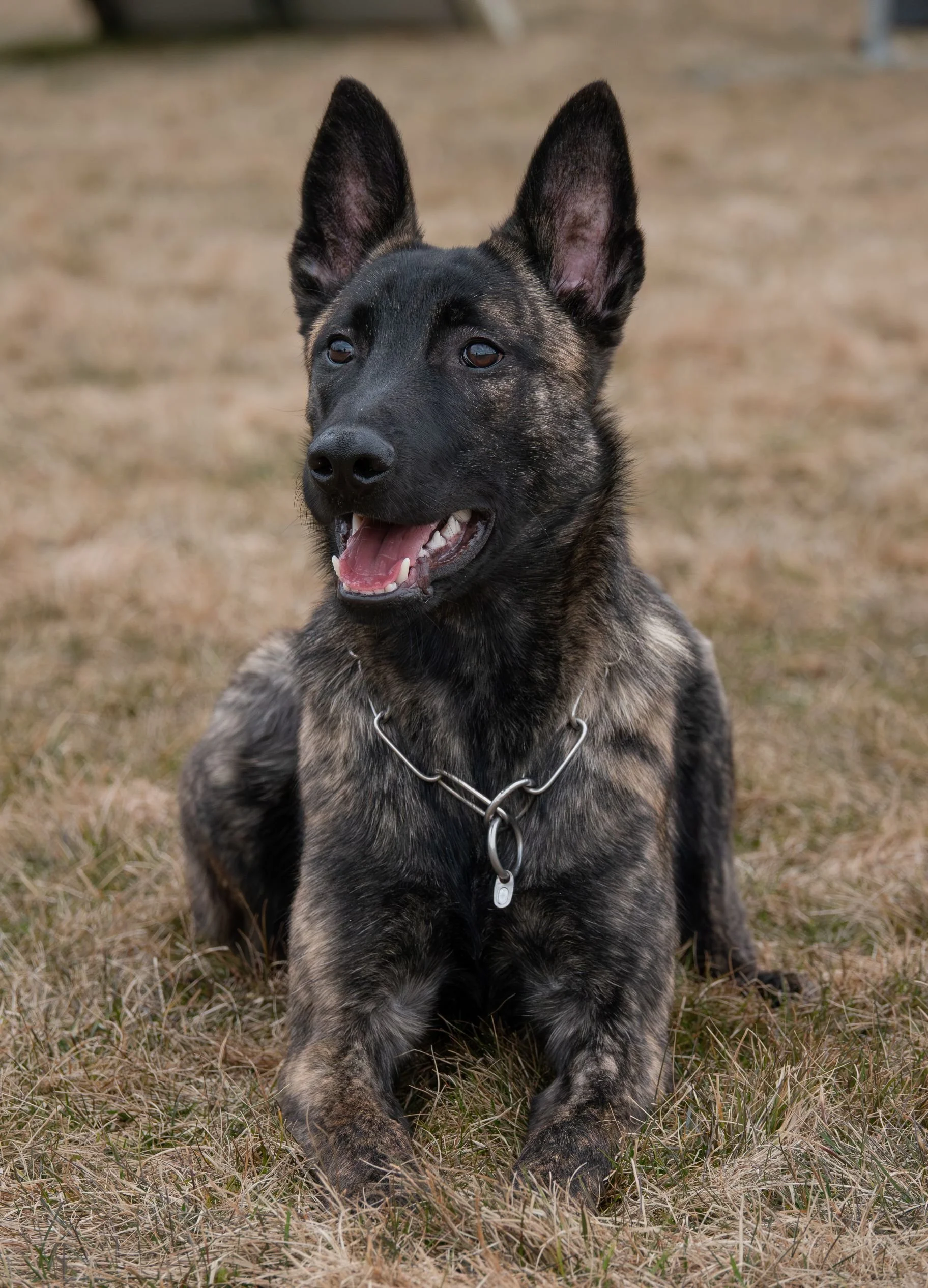 Tora_6months3_sm.jpg