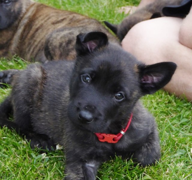 Jolt - 4.5 weeks.jpg