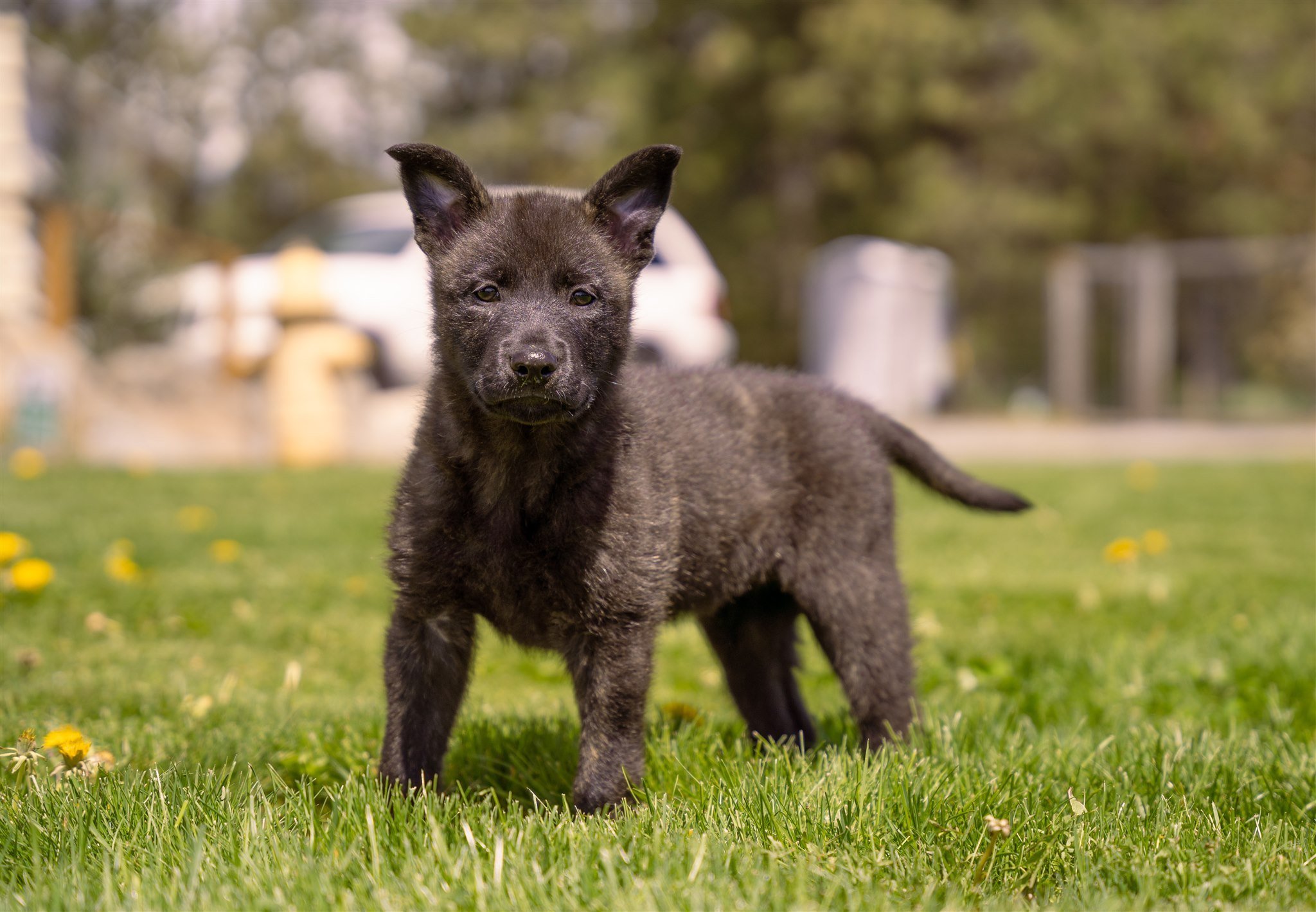 Pink_8weeks3.jpg