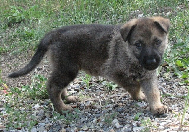 Emma_5weeks1+(640x449).jpg