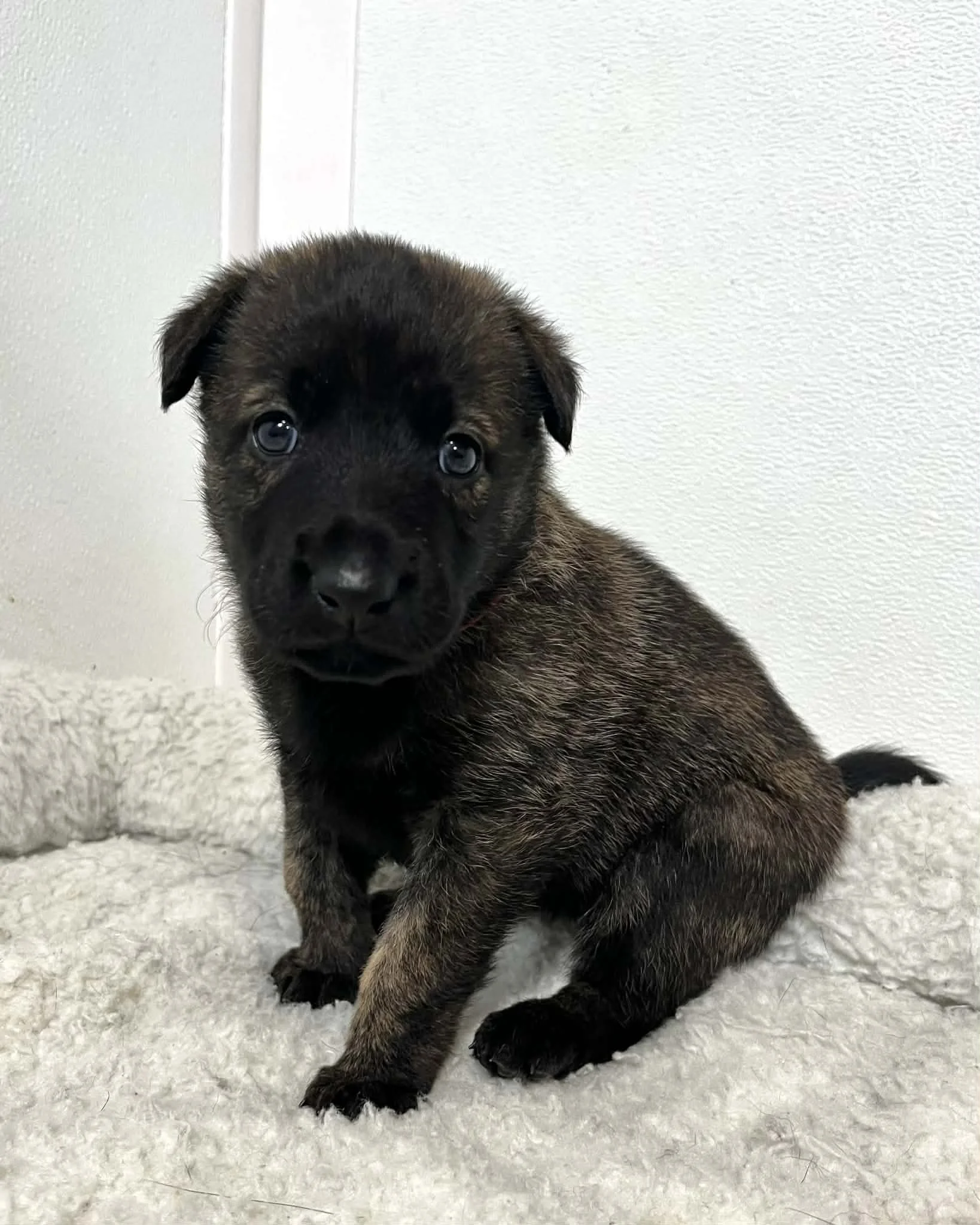 Sienna Collar Female - 4 weeks