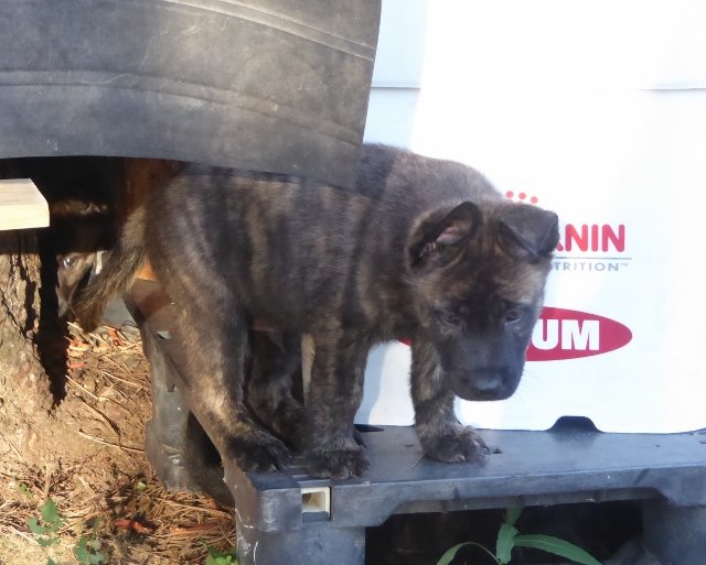 Juggernaut - 6 weeks.jpg