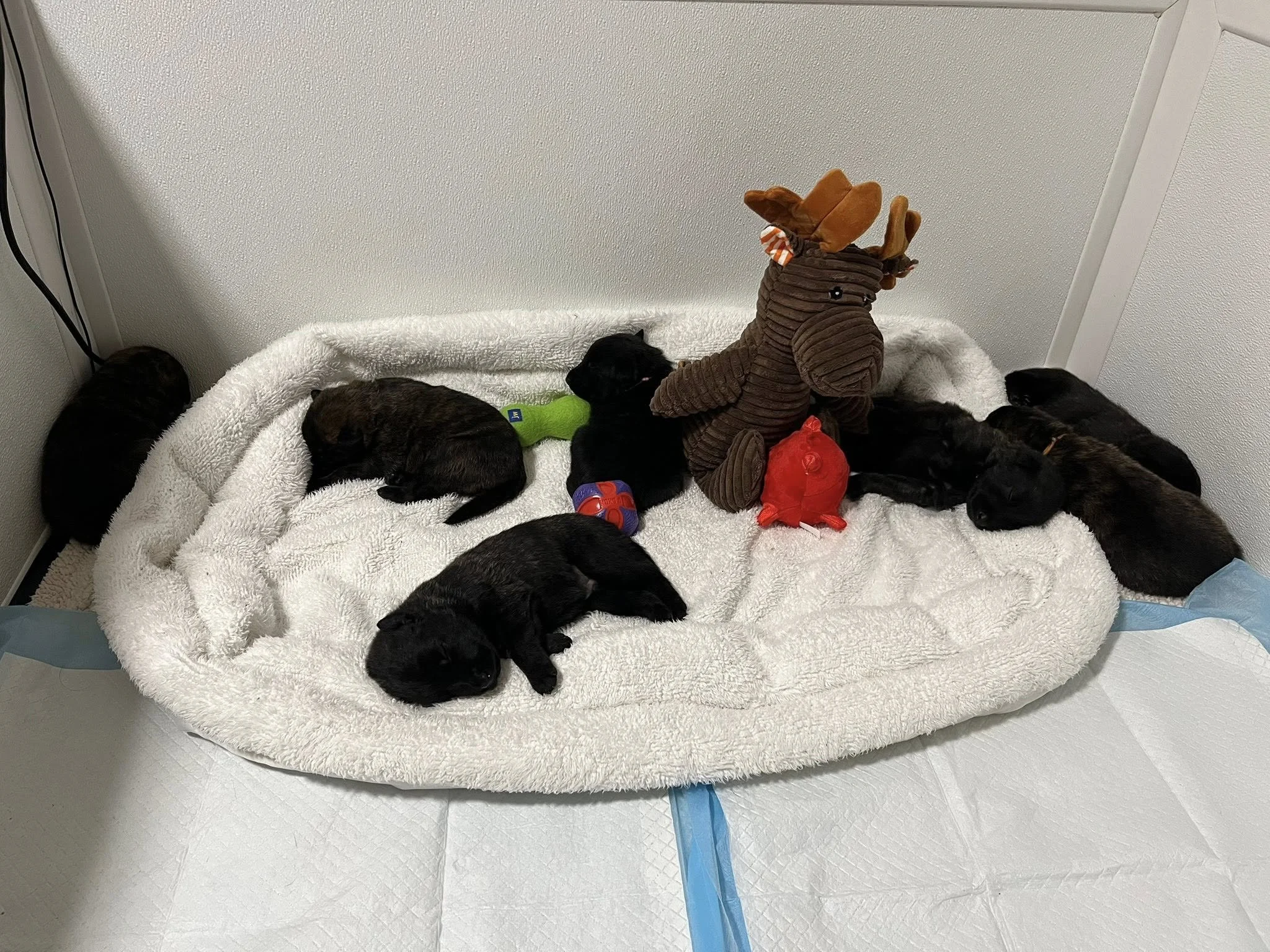 P Litter - 3 weeks