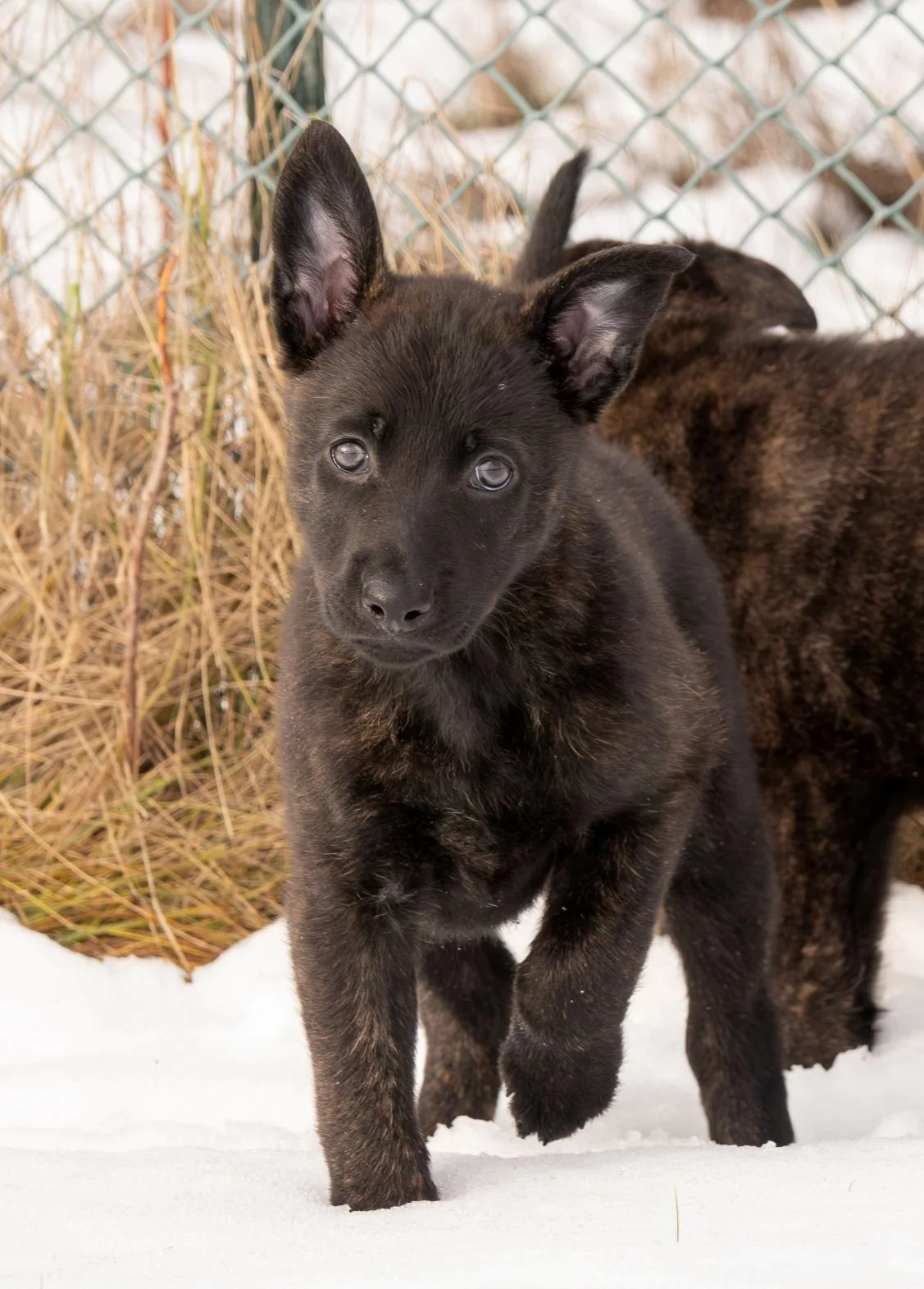 Pink collar female - 7 weeks