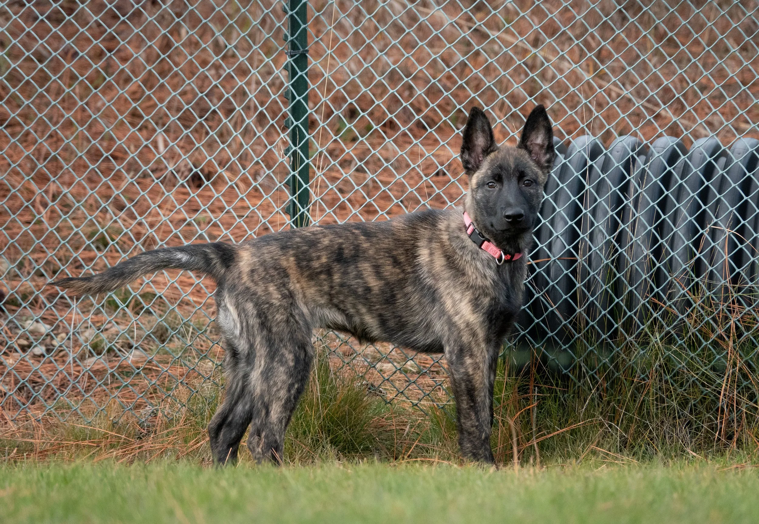 Tora_14weeks4.jpg