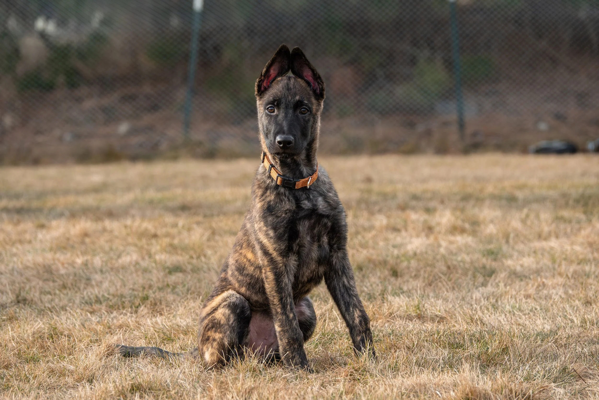 Cadet_12weeks2.jpg