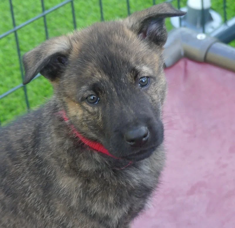 Red_6weeks2 (800x776).jpg