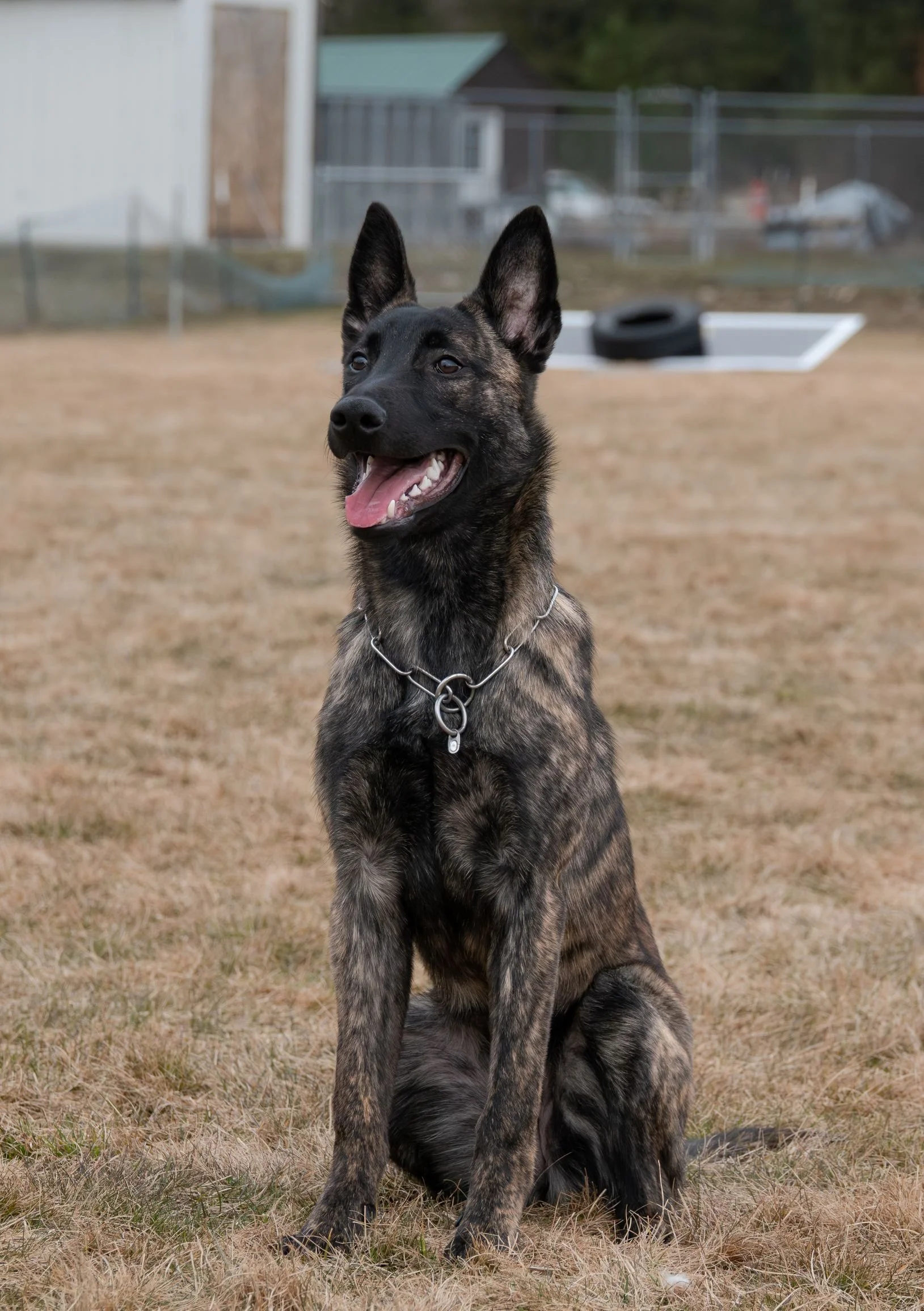 Tora_6months5_sm.jpg