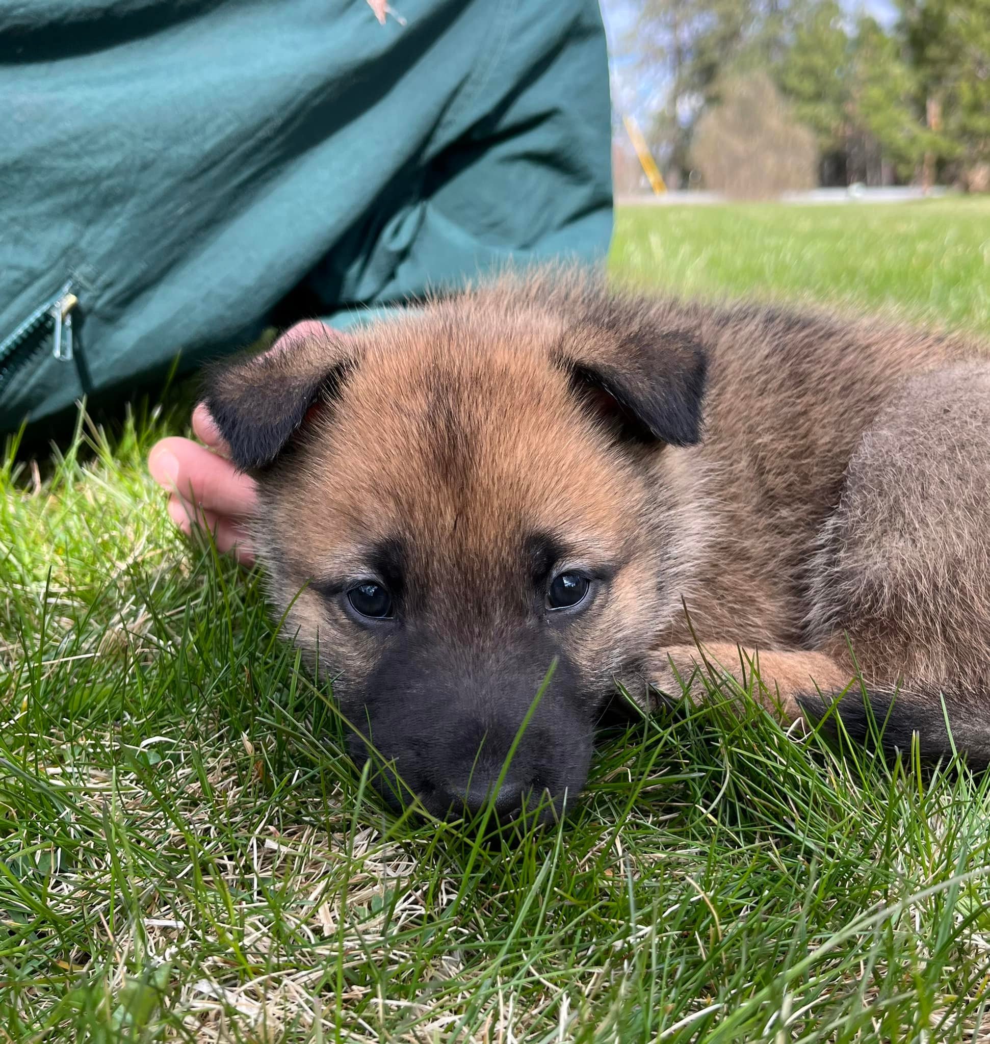 Nacho_5weeks.jpg