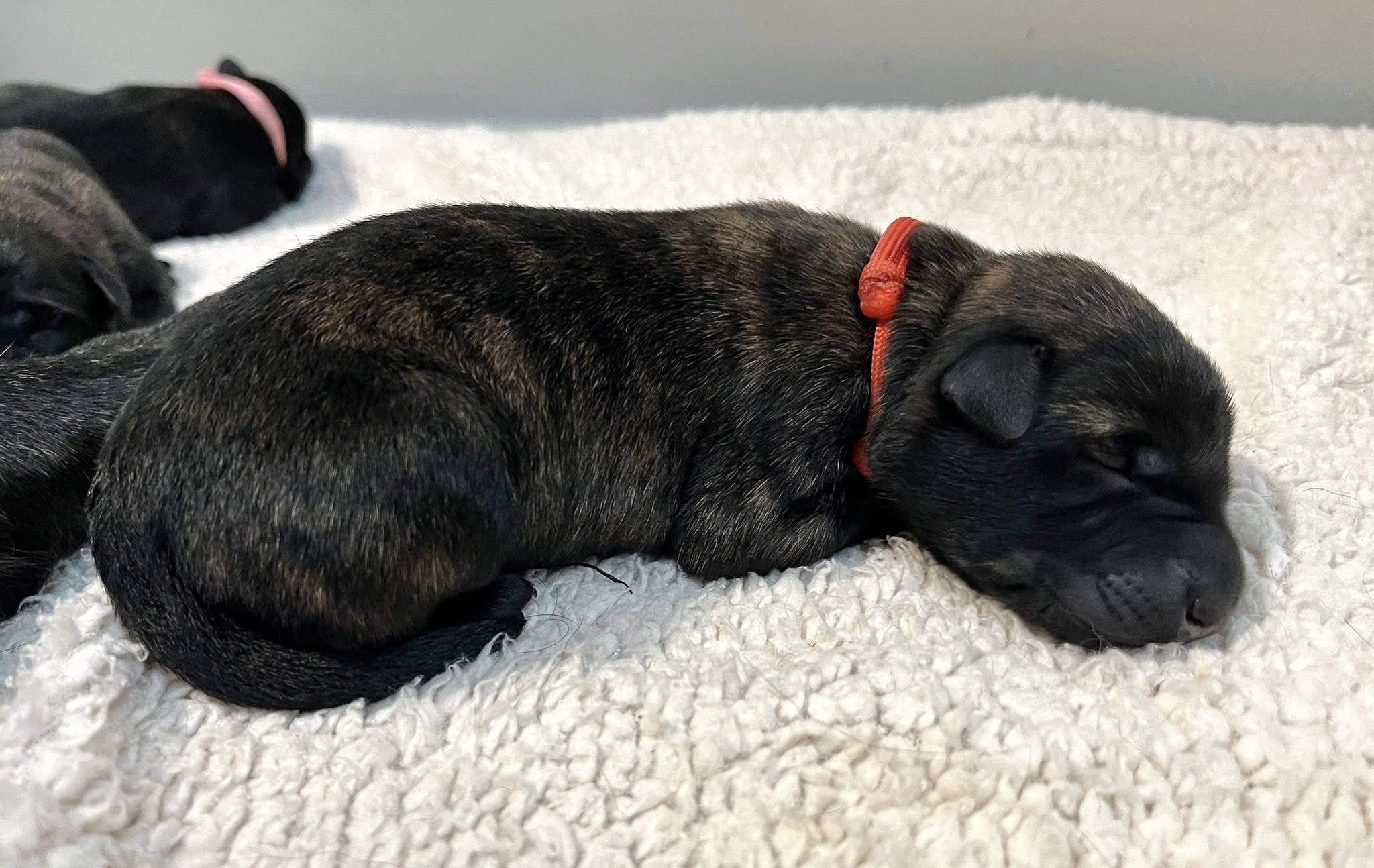 Sienna Collar Female