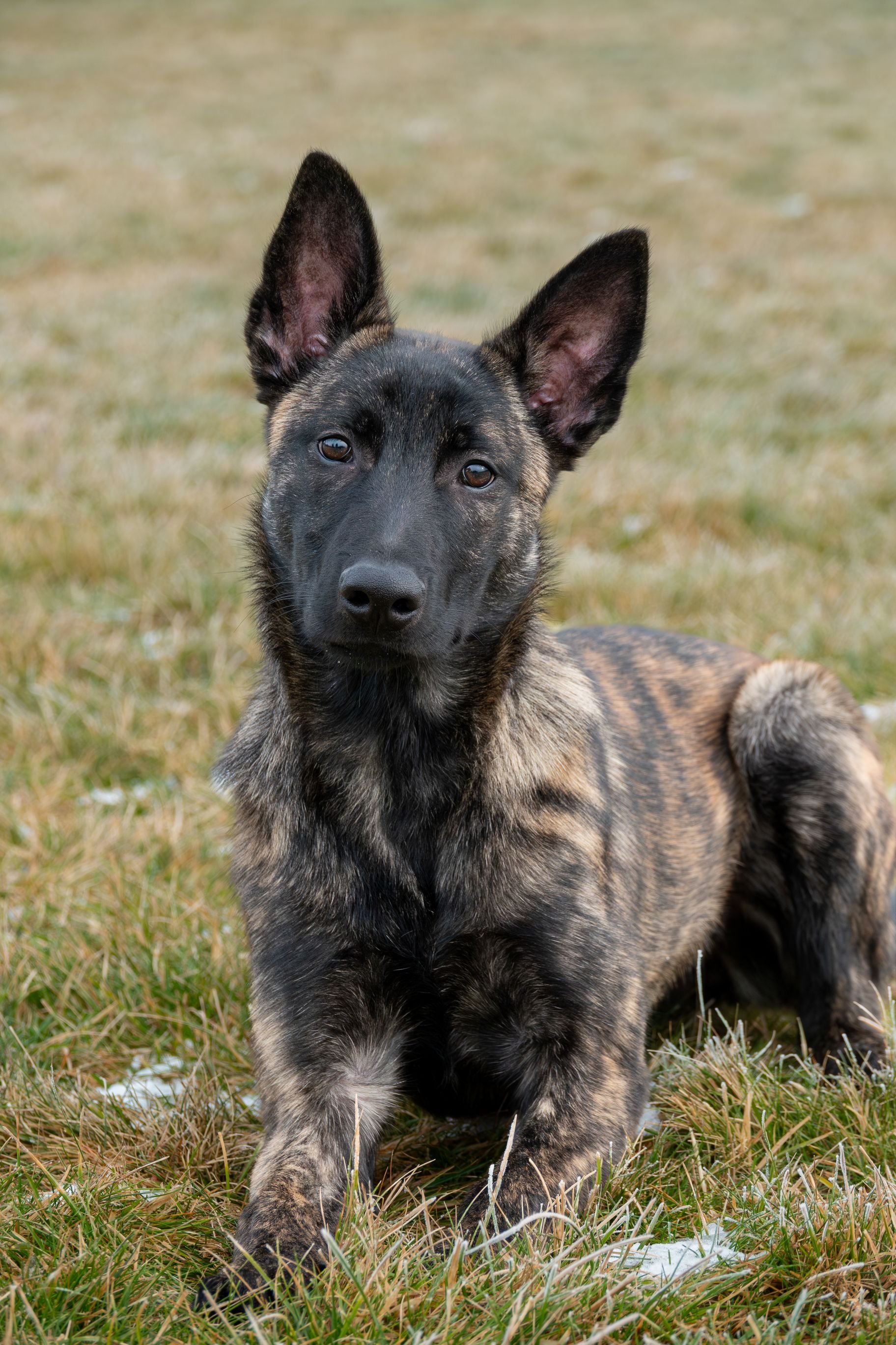 Tora_4.5months4_sm.jpg