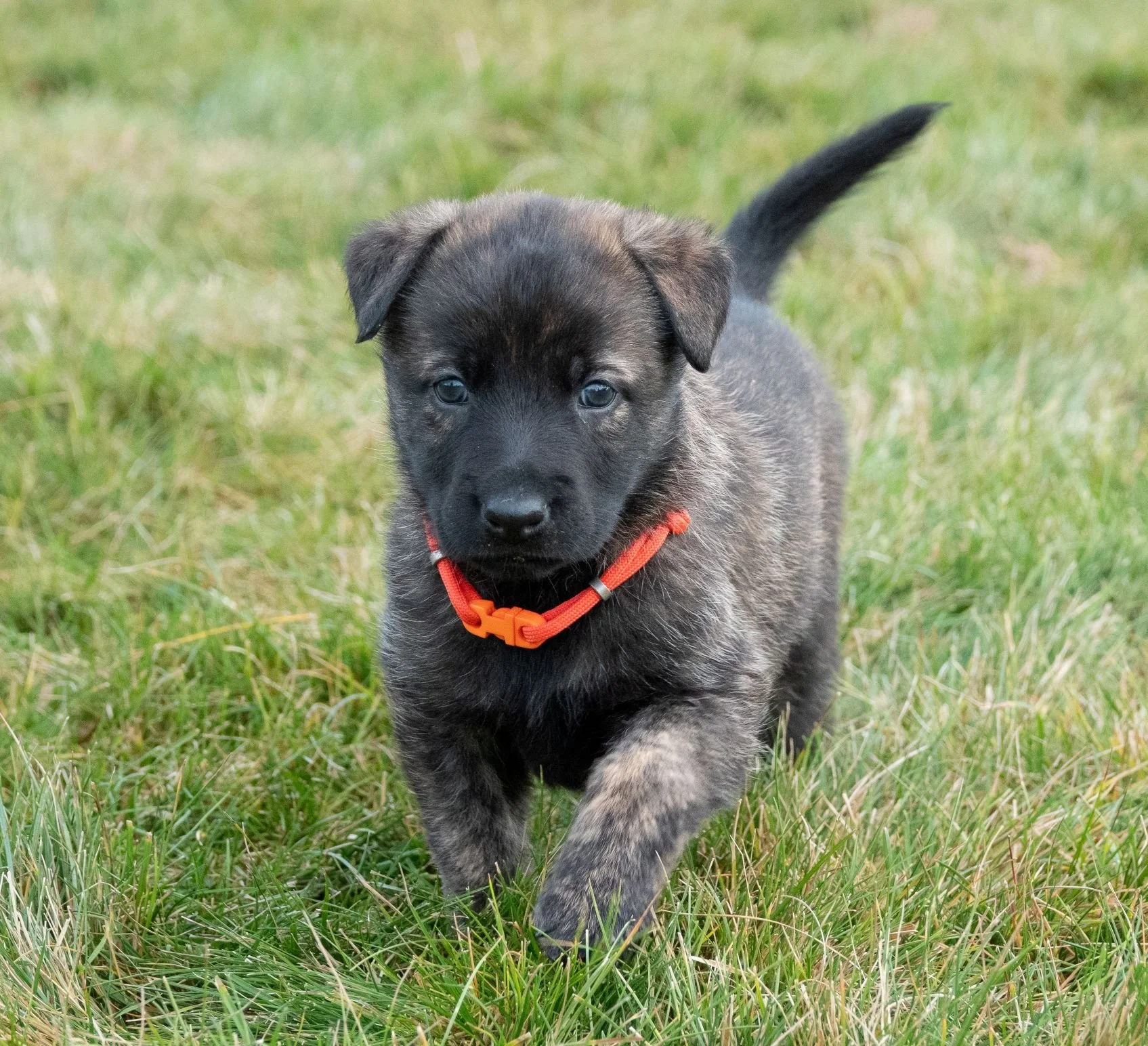 Sienna Collar Female - 4 weeks