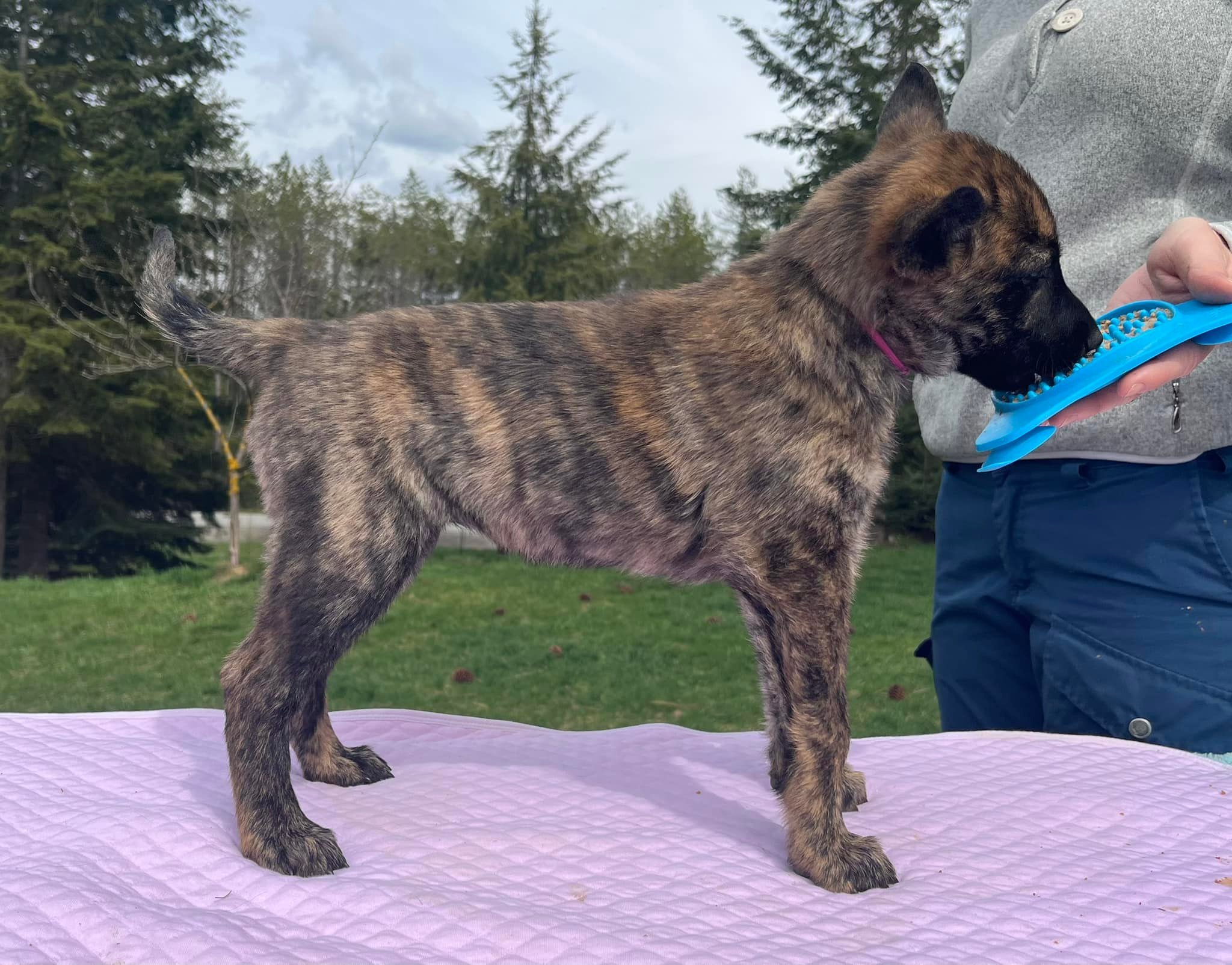 Rose_7weeks.jpg