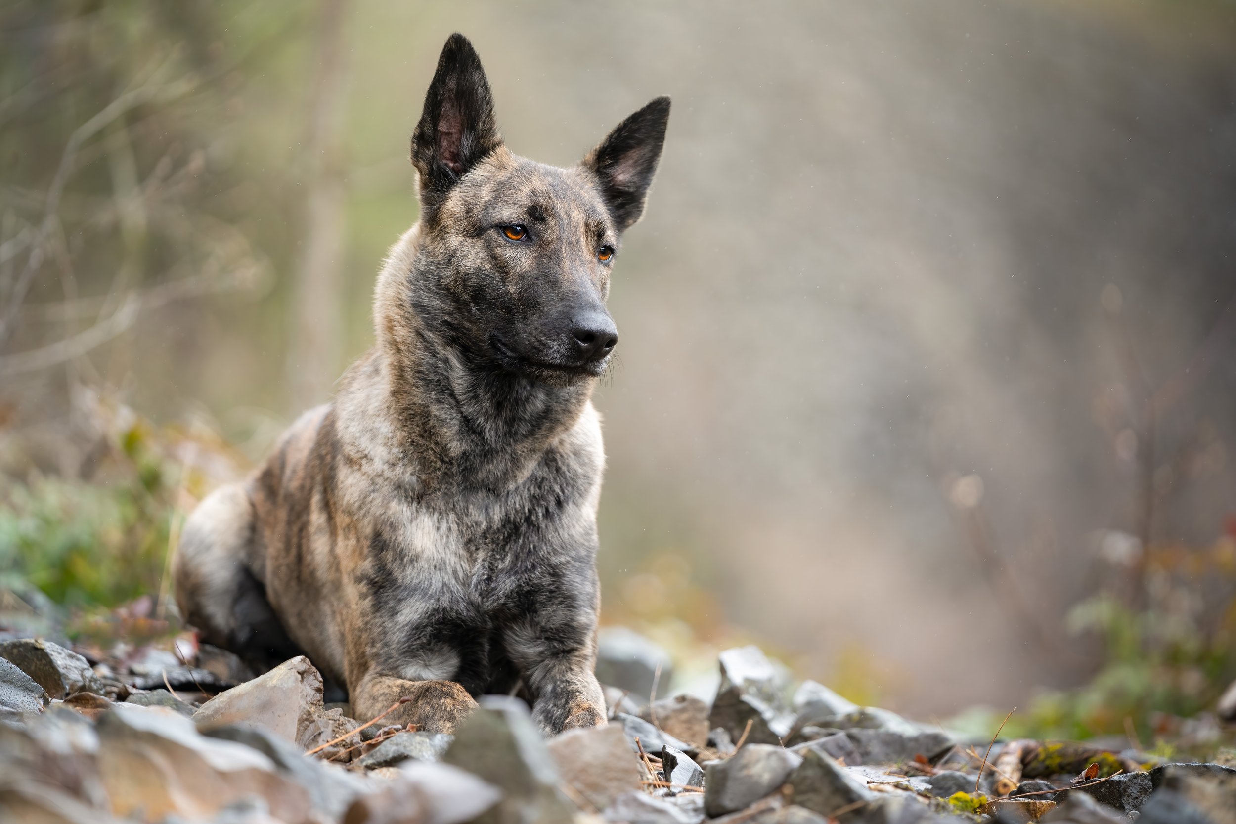 Brindle Dutch Shepherd dog lying on rocky ground in natural setting.
