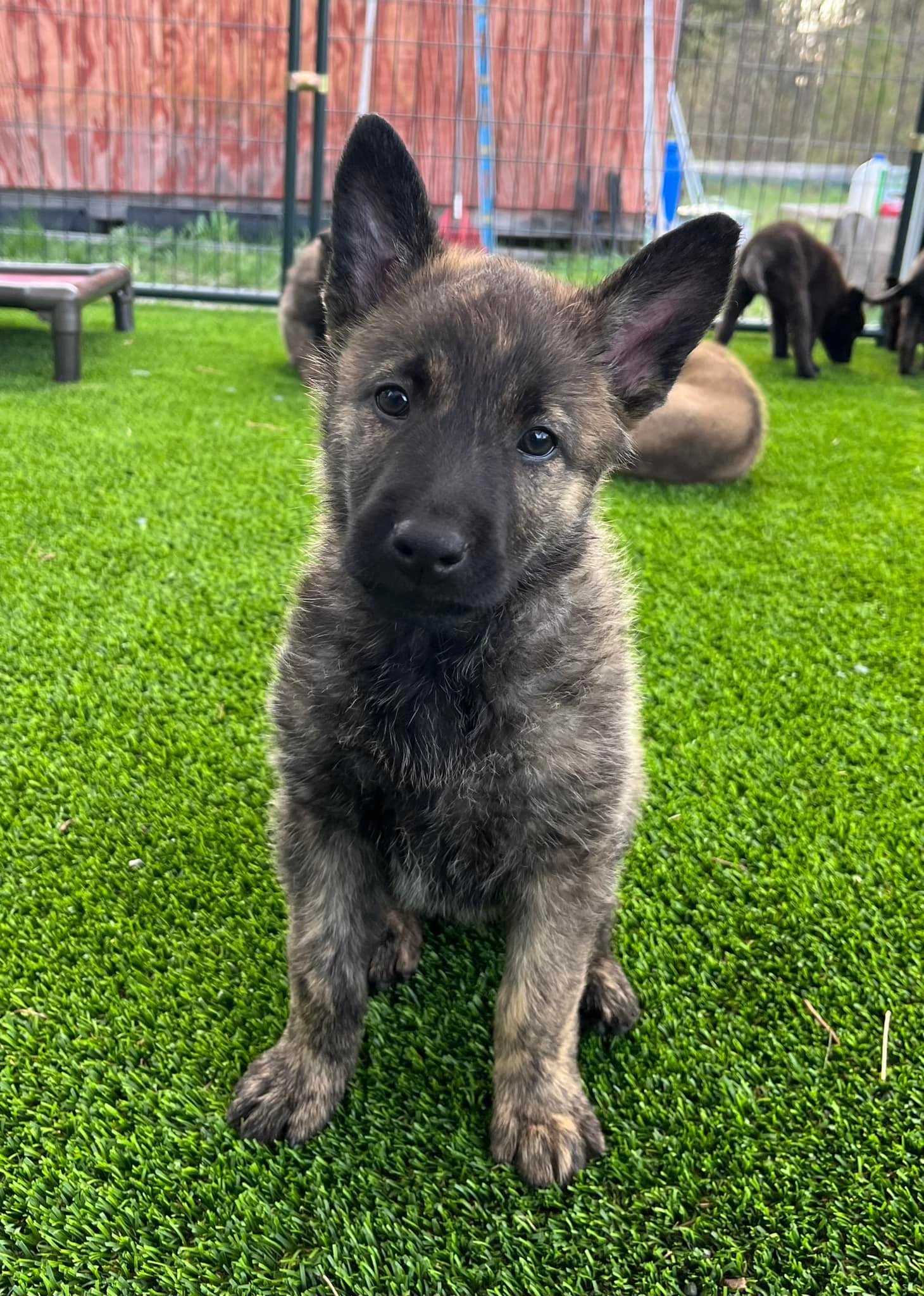 Turquoise_8weeks.jpg