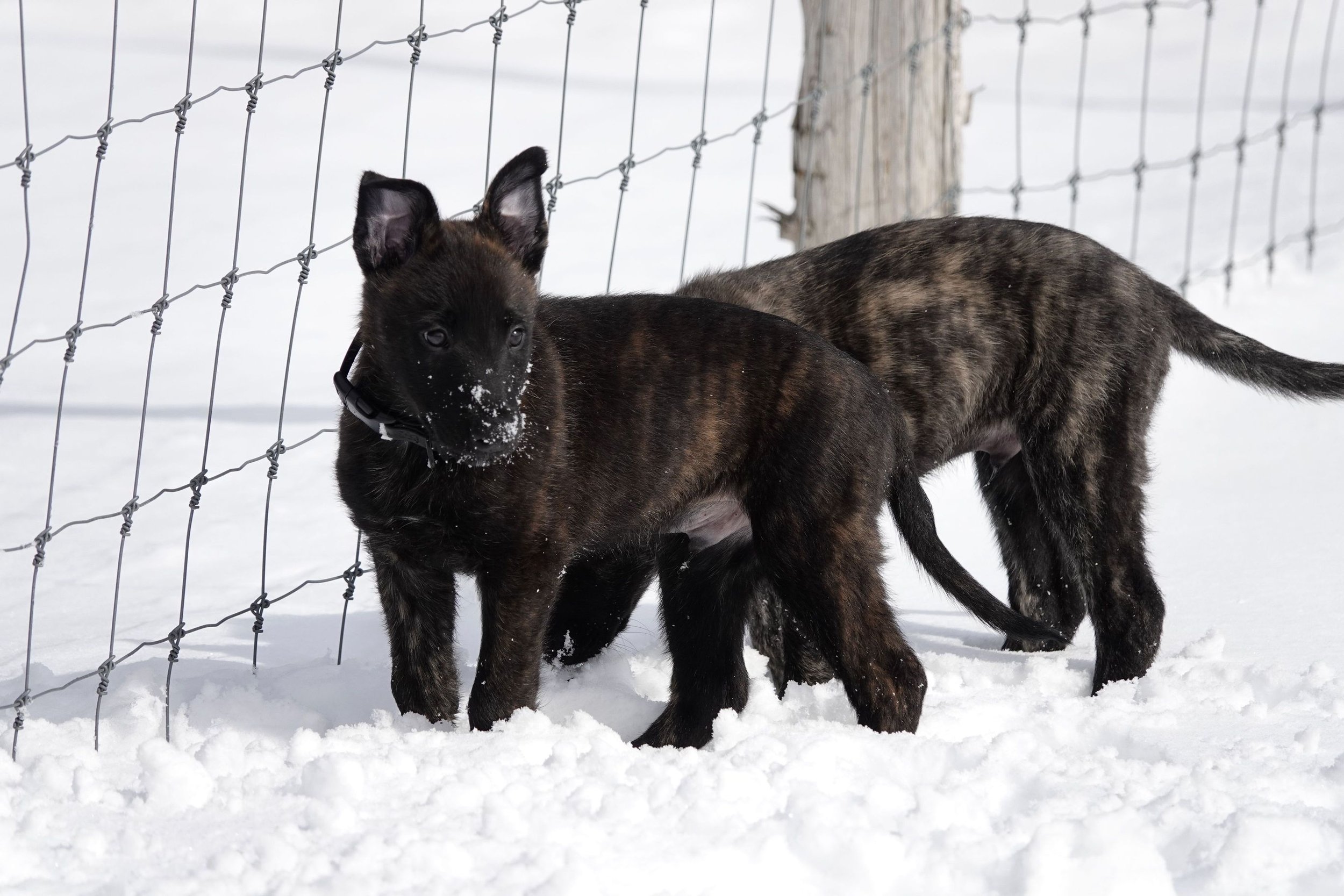 Black_8weeks2_sm.jpg