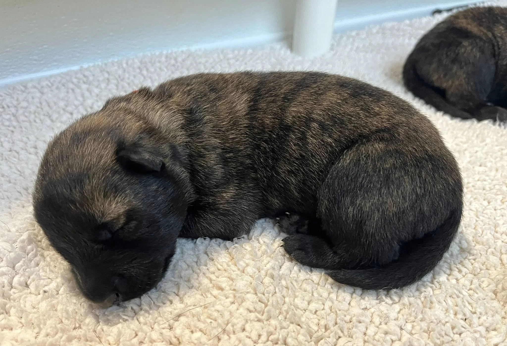 Sienna Collar Female - 1 week