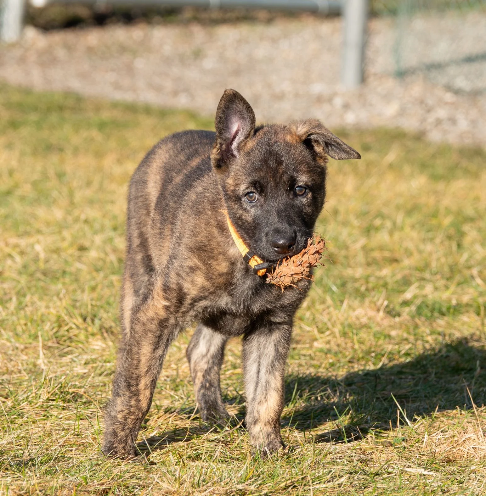 Sienna - Phenom - 8 weeks