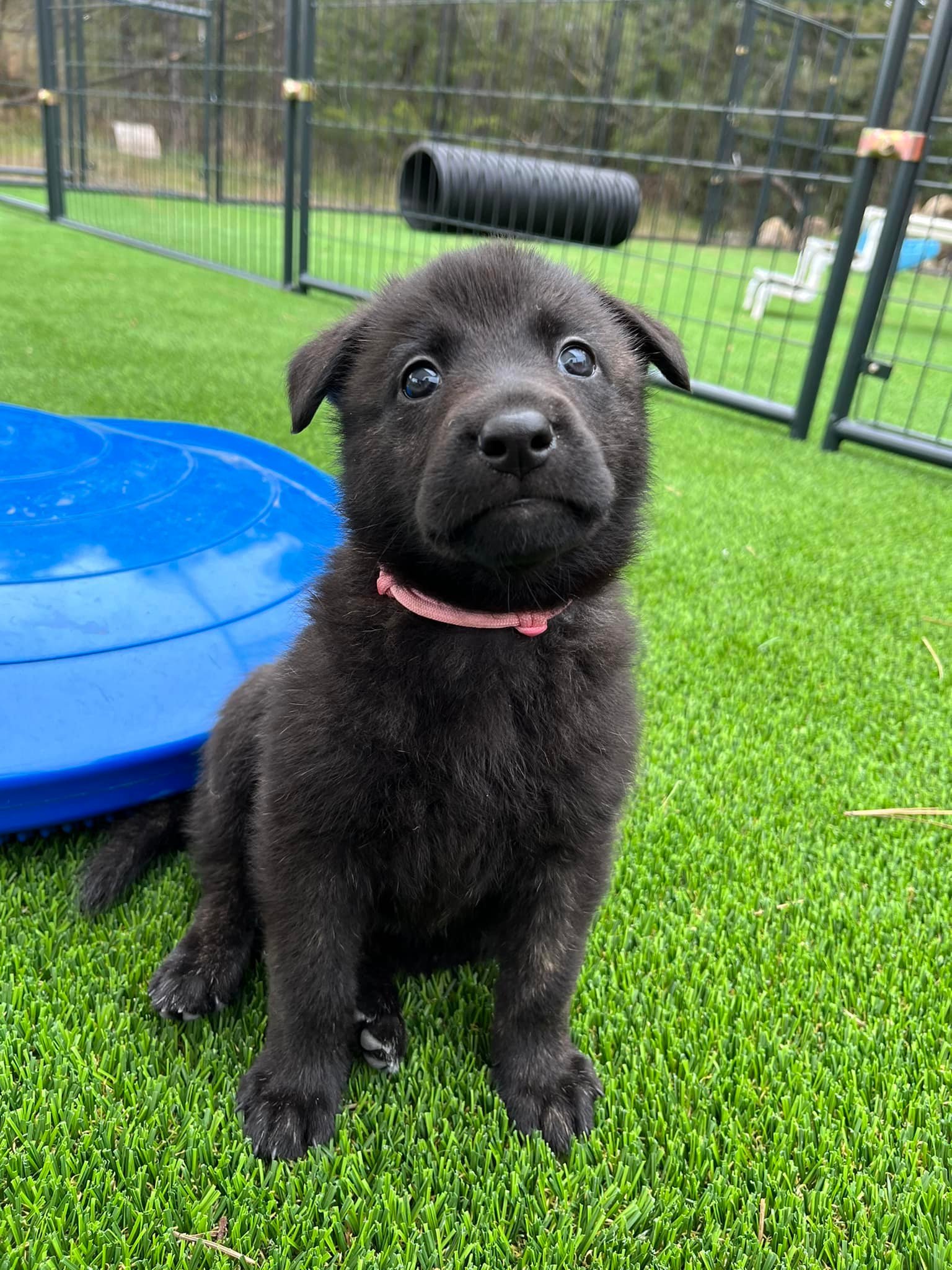 Pink_6weeks2.jpg