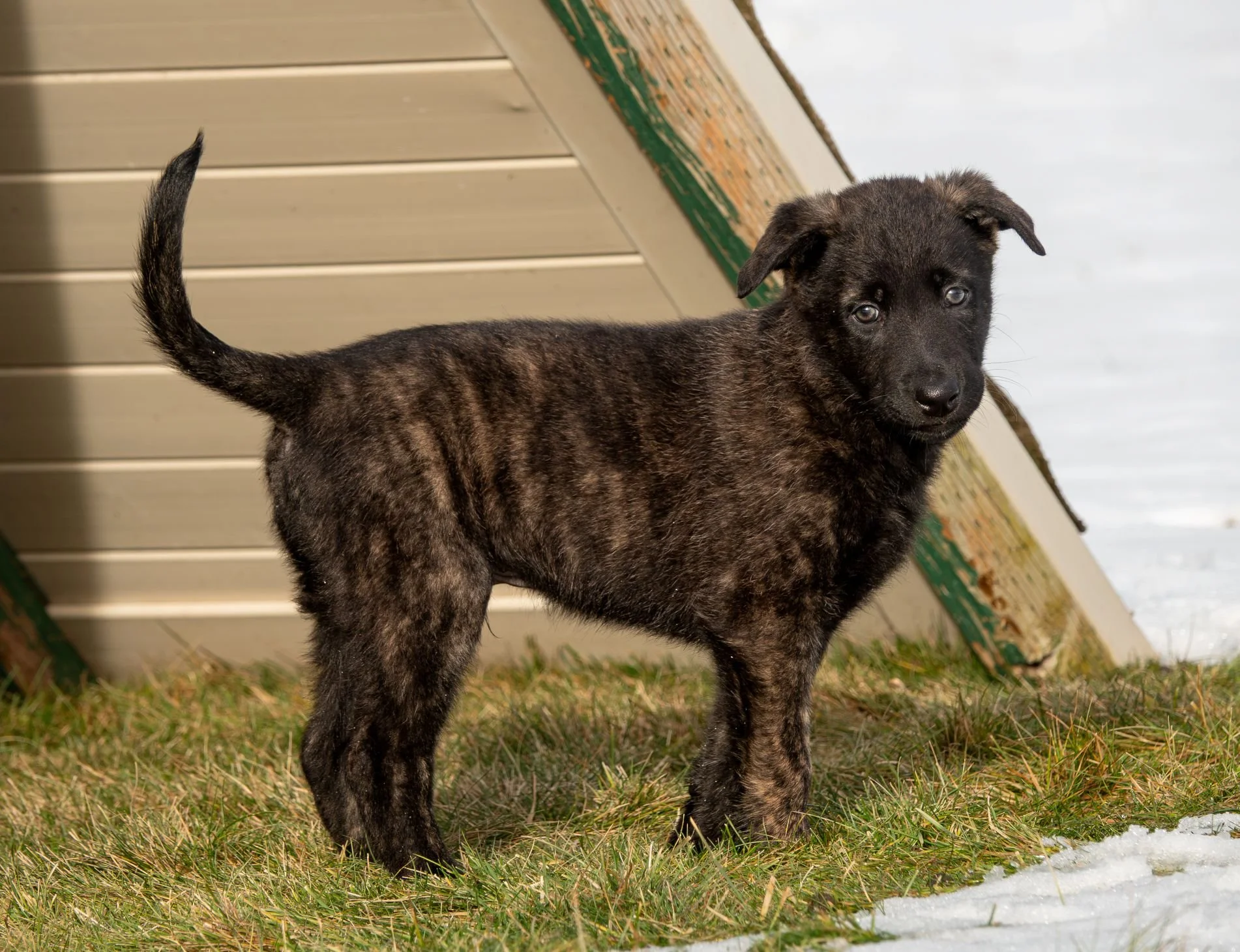 Sage collar male - 7 weeks