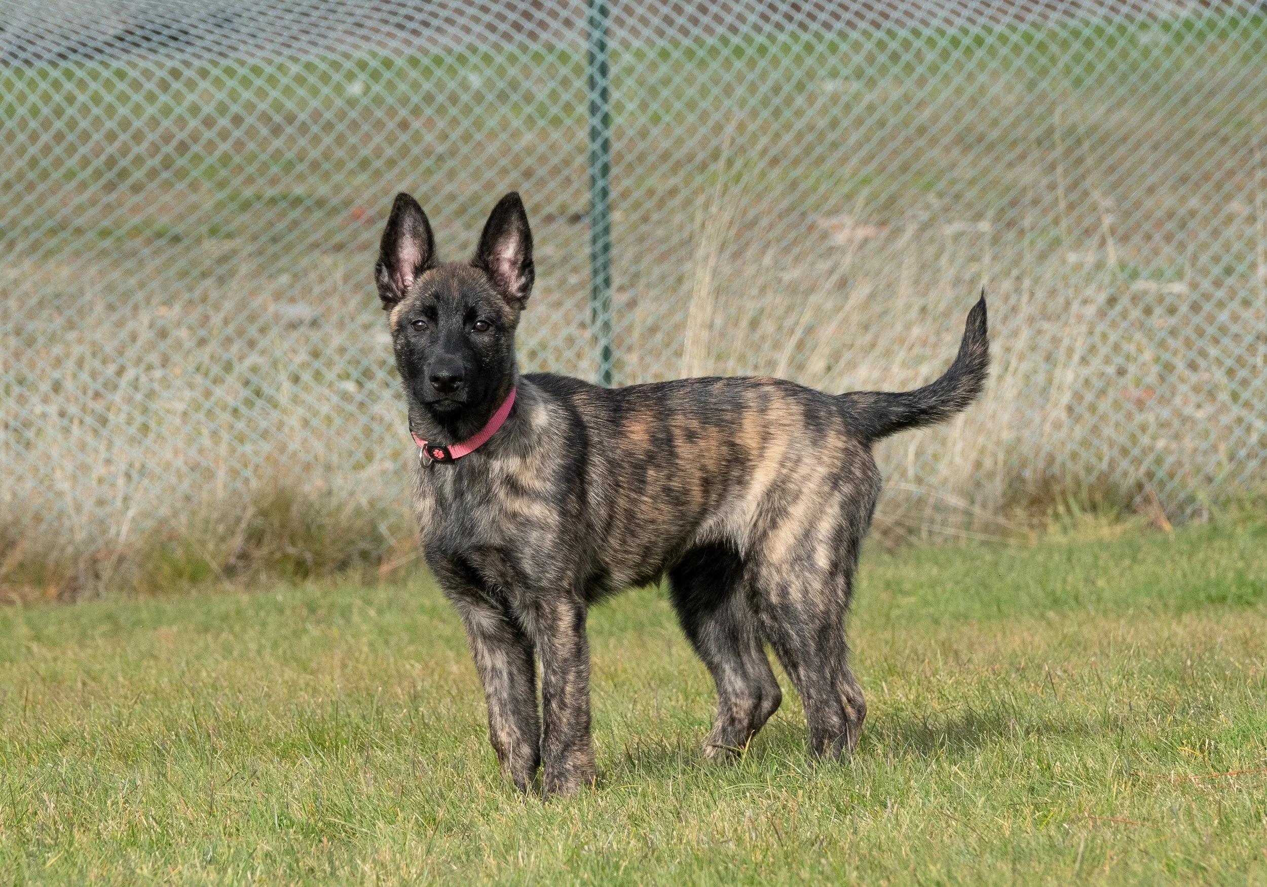 Tora_14weeks1.jpg