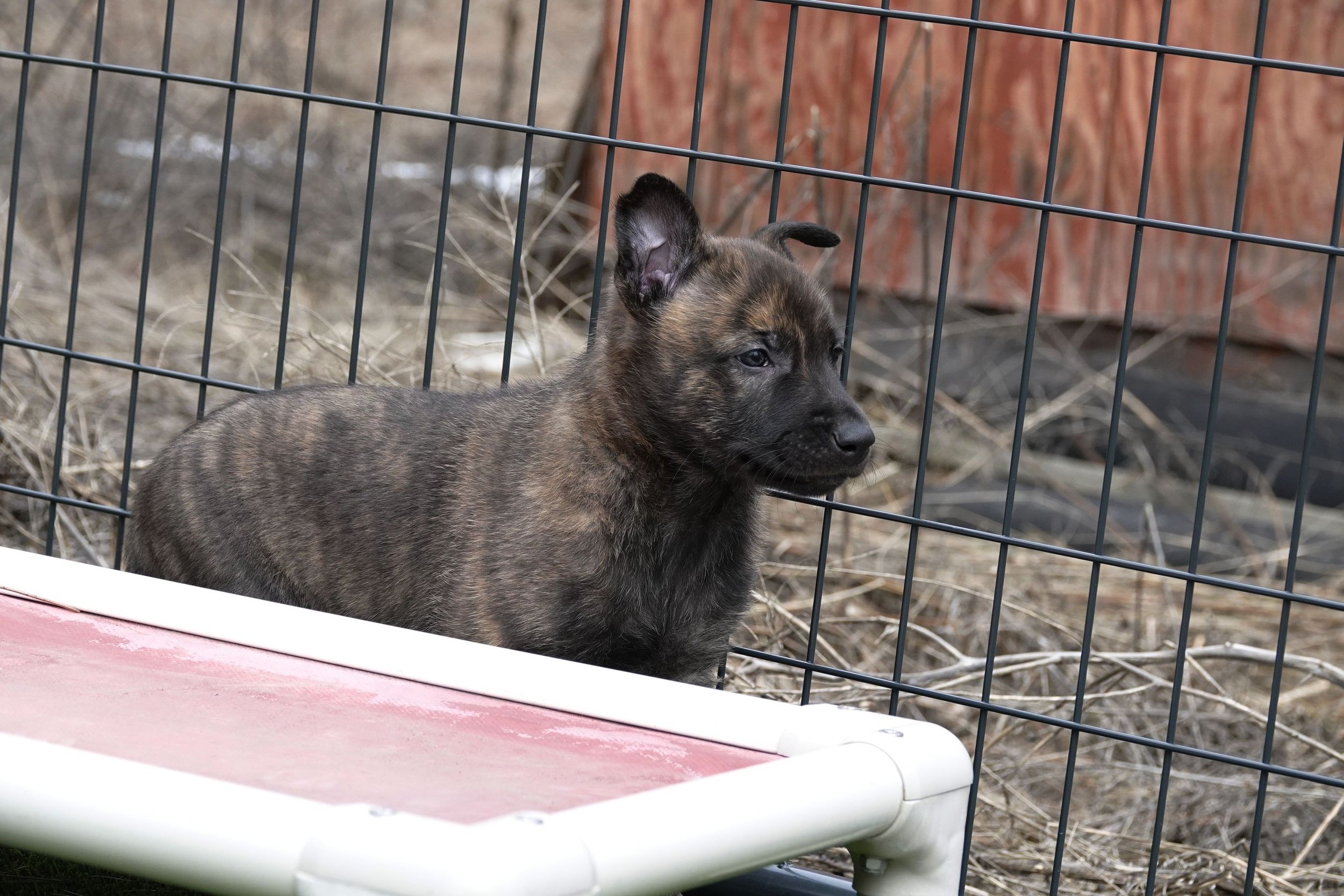 Blue_6weeks3_sm.jpg