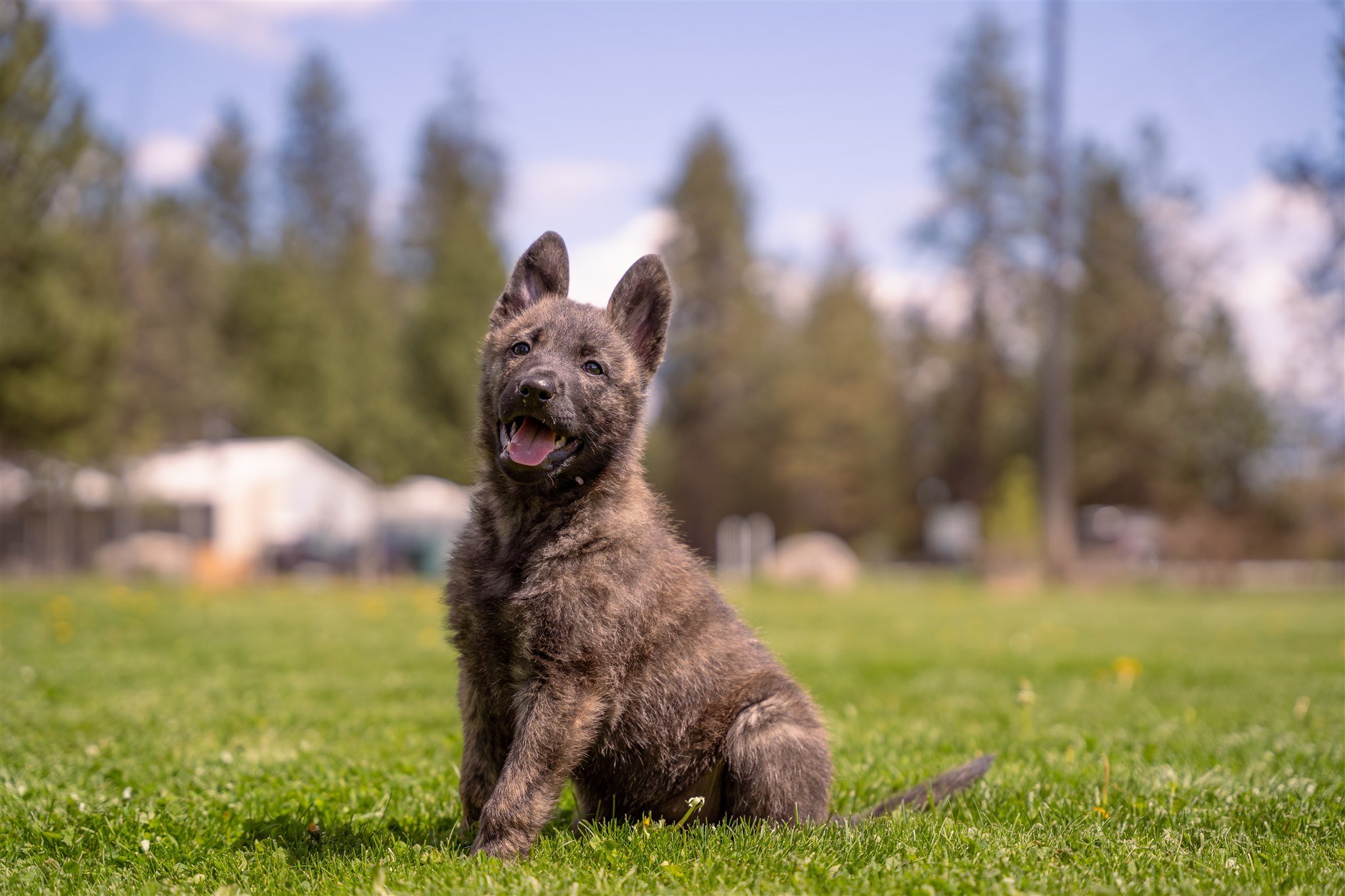 Violet_8weeks4.jpg