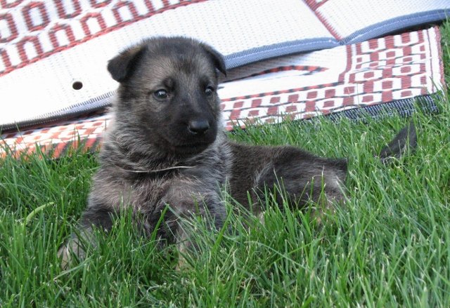 White_4weeks+(640x439).jpg