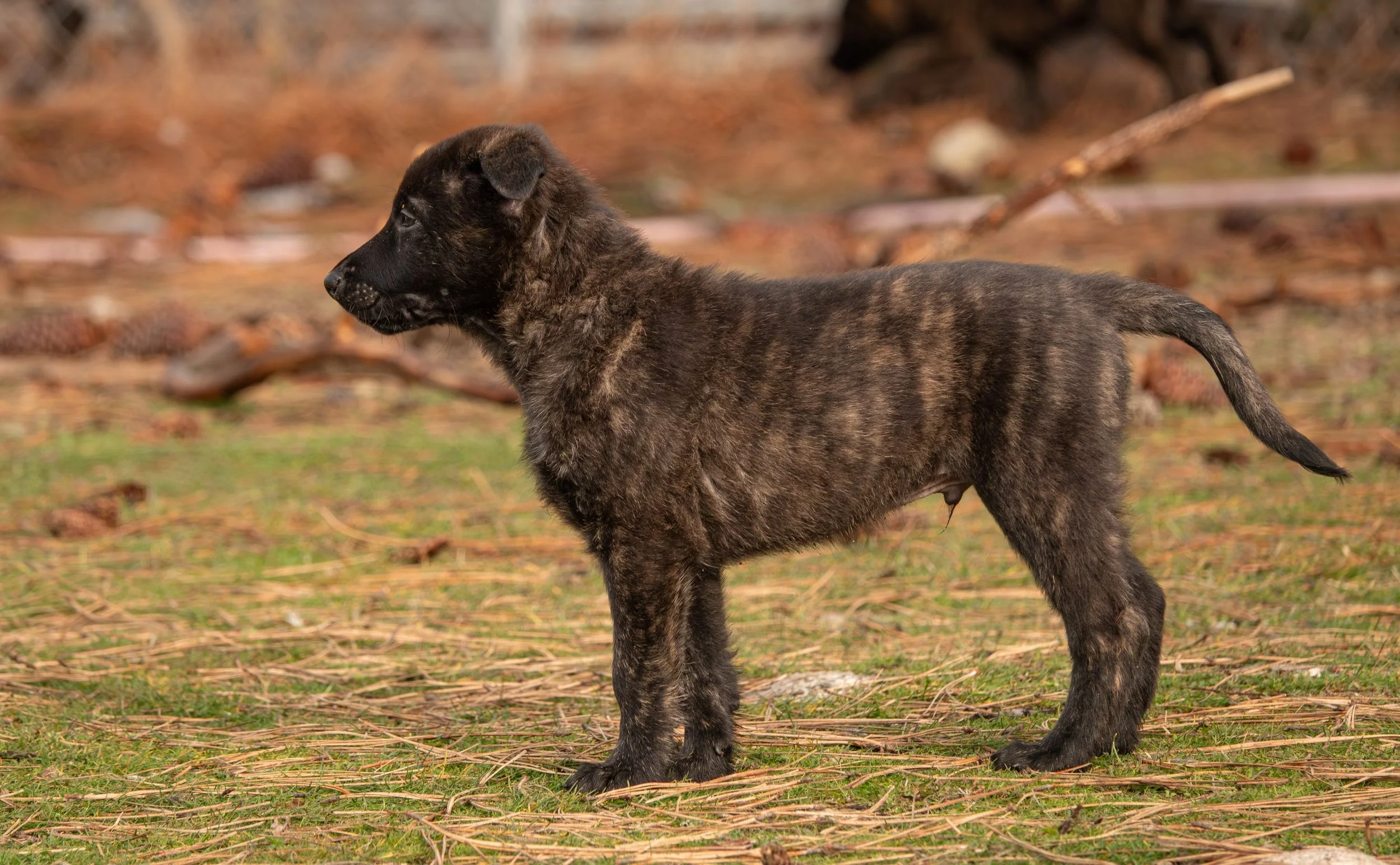 Olive collar male - 7 weeks