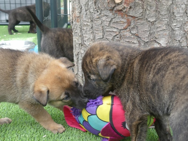 Maroon_Red_5weeks (800x600).jpg