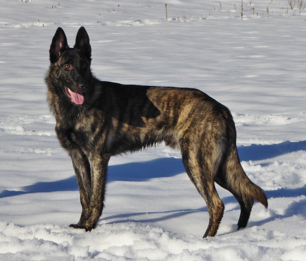 Juggernaut_7months5 (1024x875).jpg