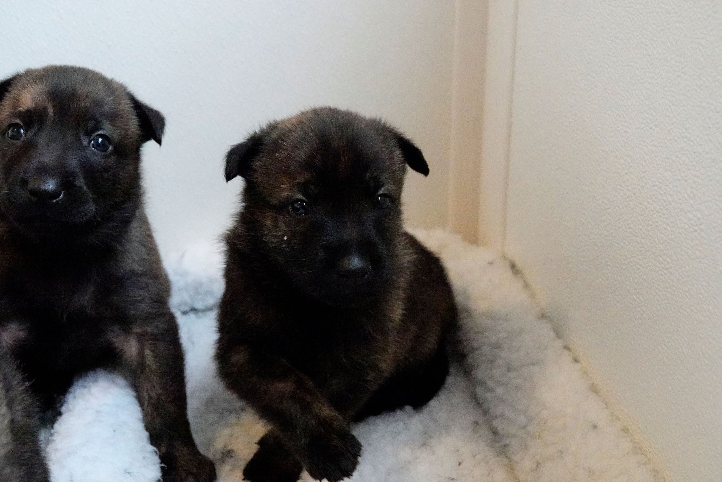 Blue_Pink_26days1_sm.jpg