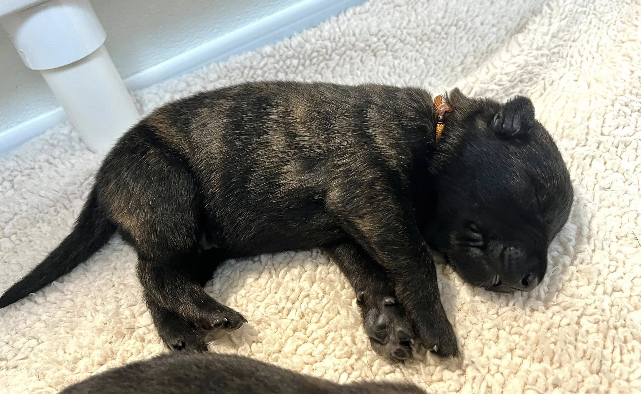 Rust Collar Male - 1 week