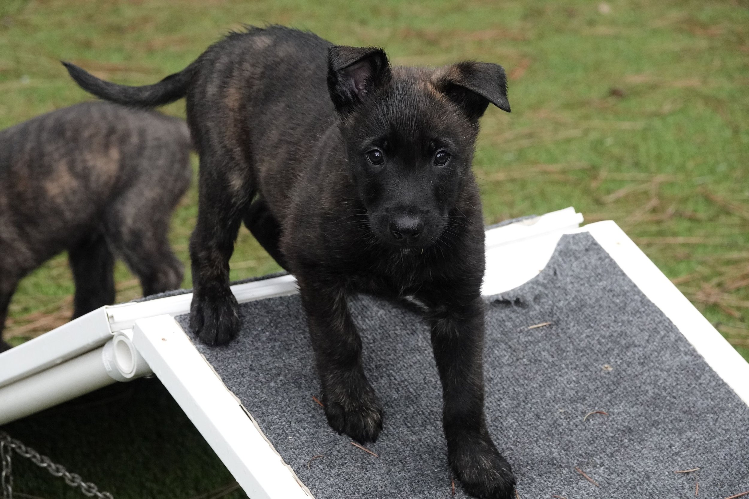 Black_7weeks2_sm.jpg