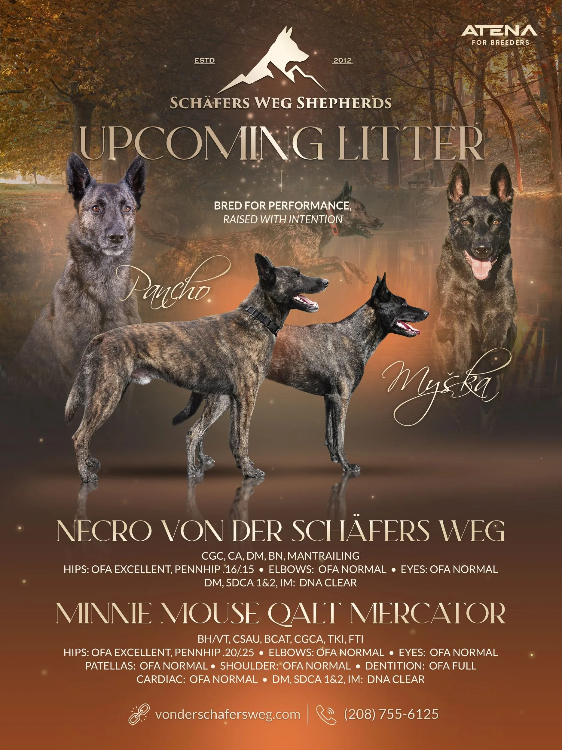 P Litter Breeding Announcement