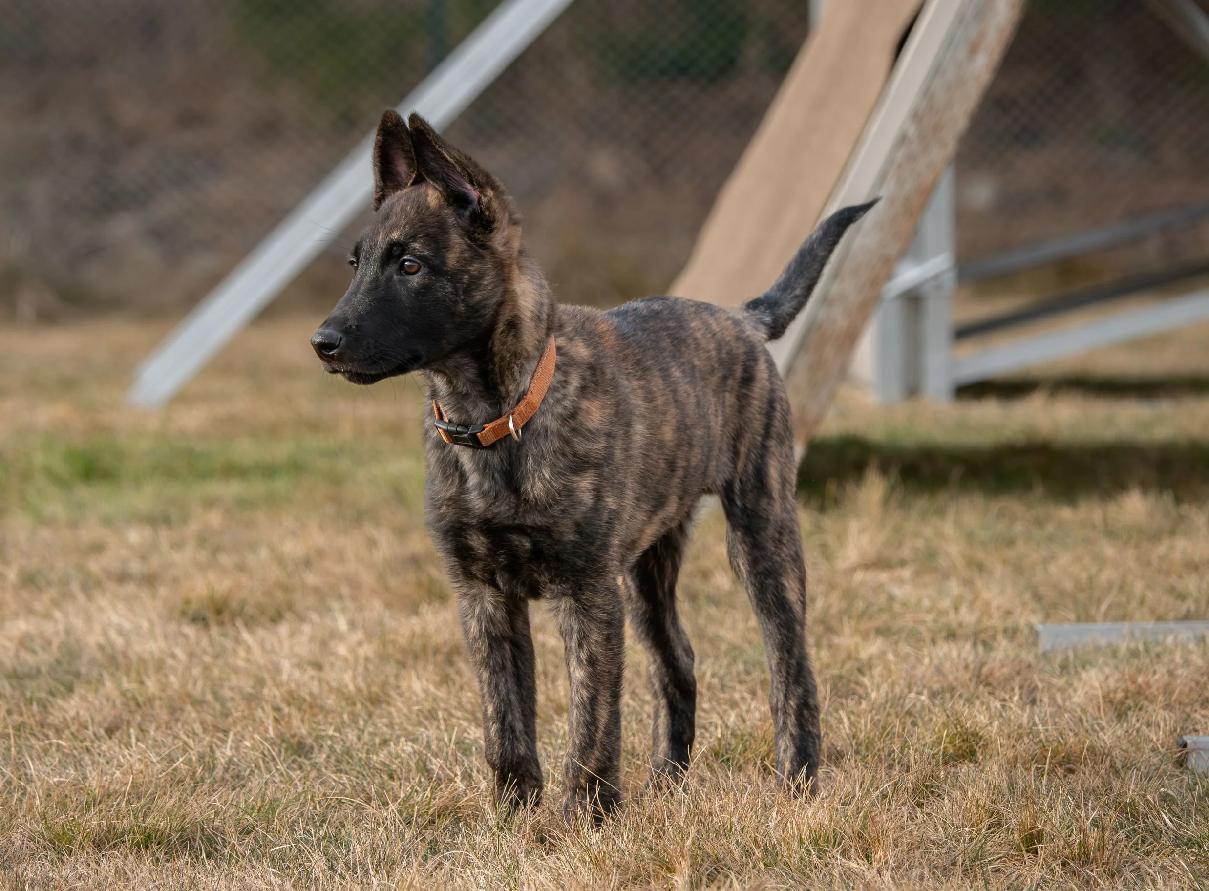 Cadet_12weeks3.jpg