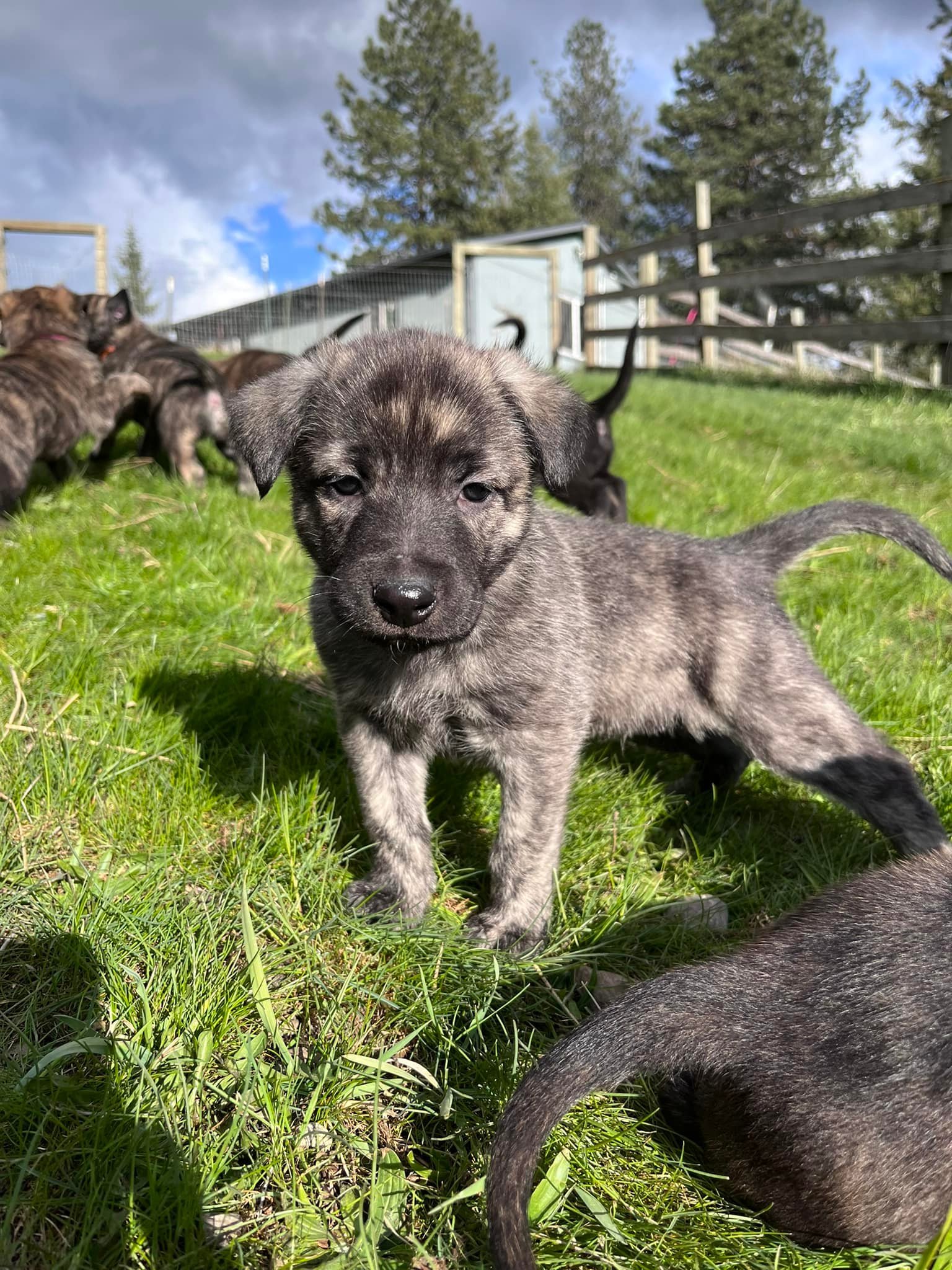 Blue_5weeks.jpg