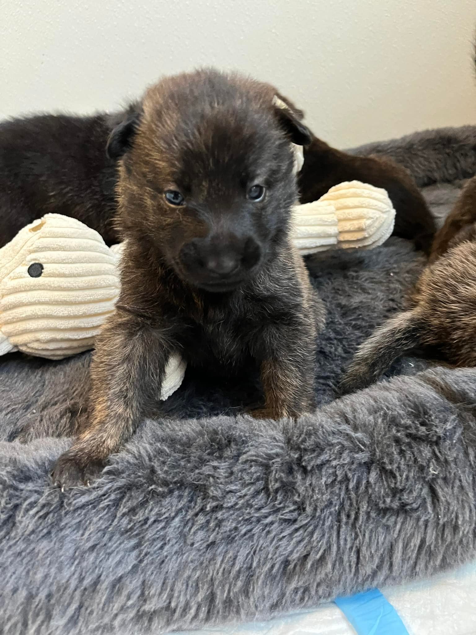 Violet_3weeks.jpg
